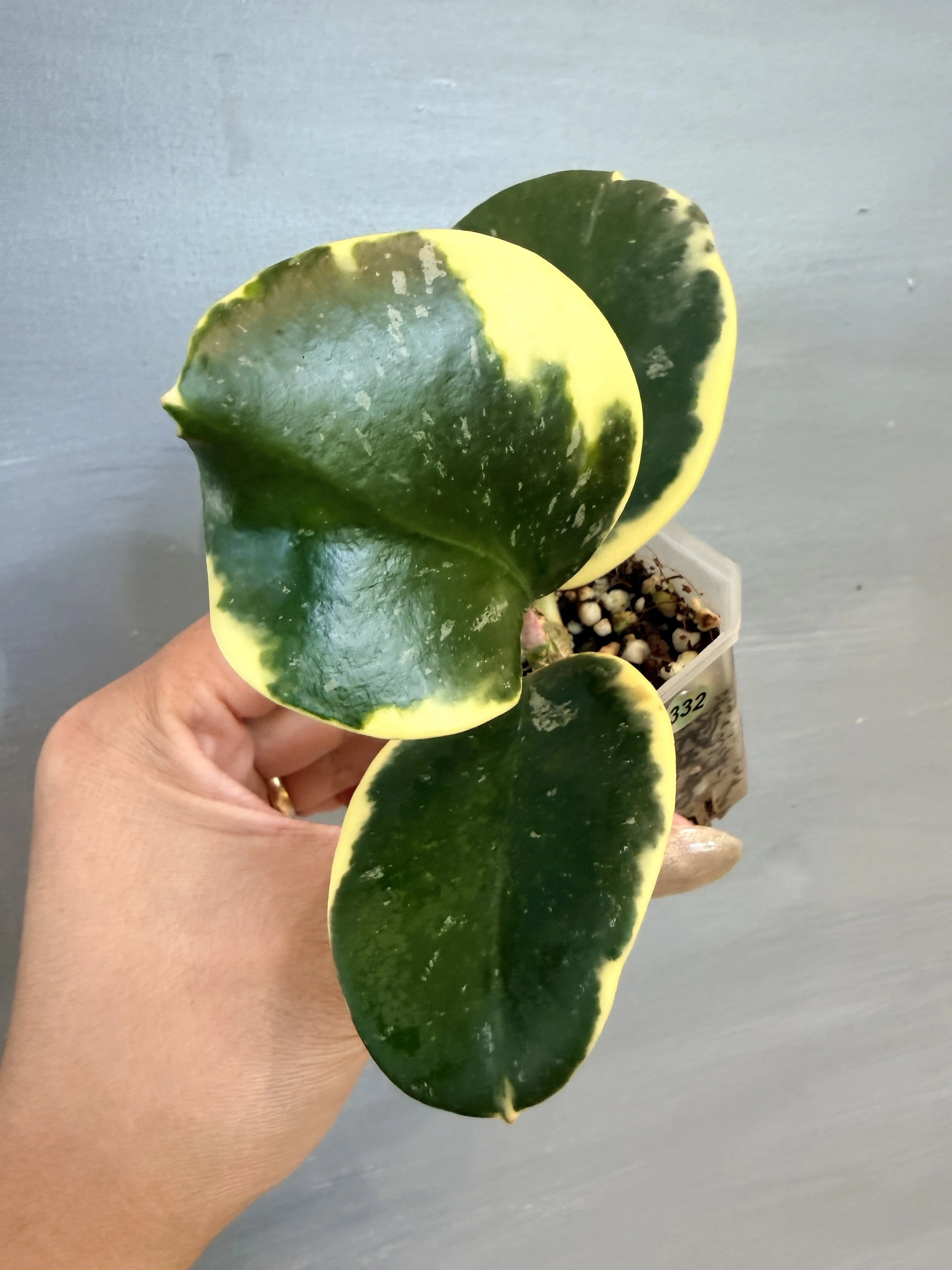 Hoya sp. ‘Easo Daklak Albo’ PSP-332