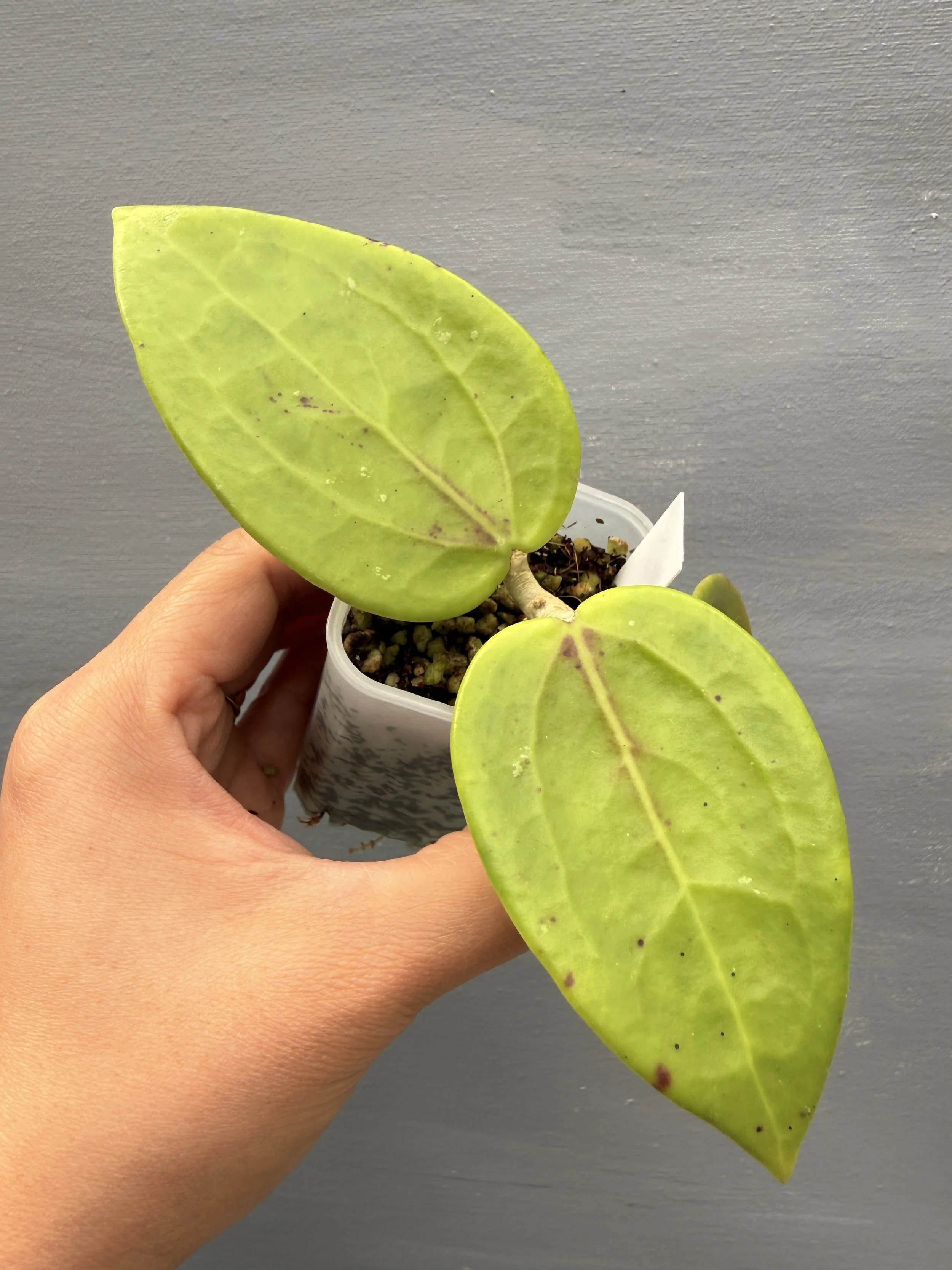 Hoya surigaoensis PSP-214