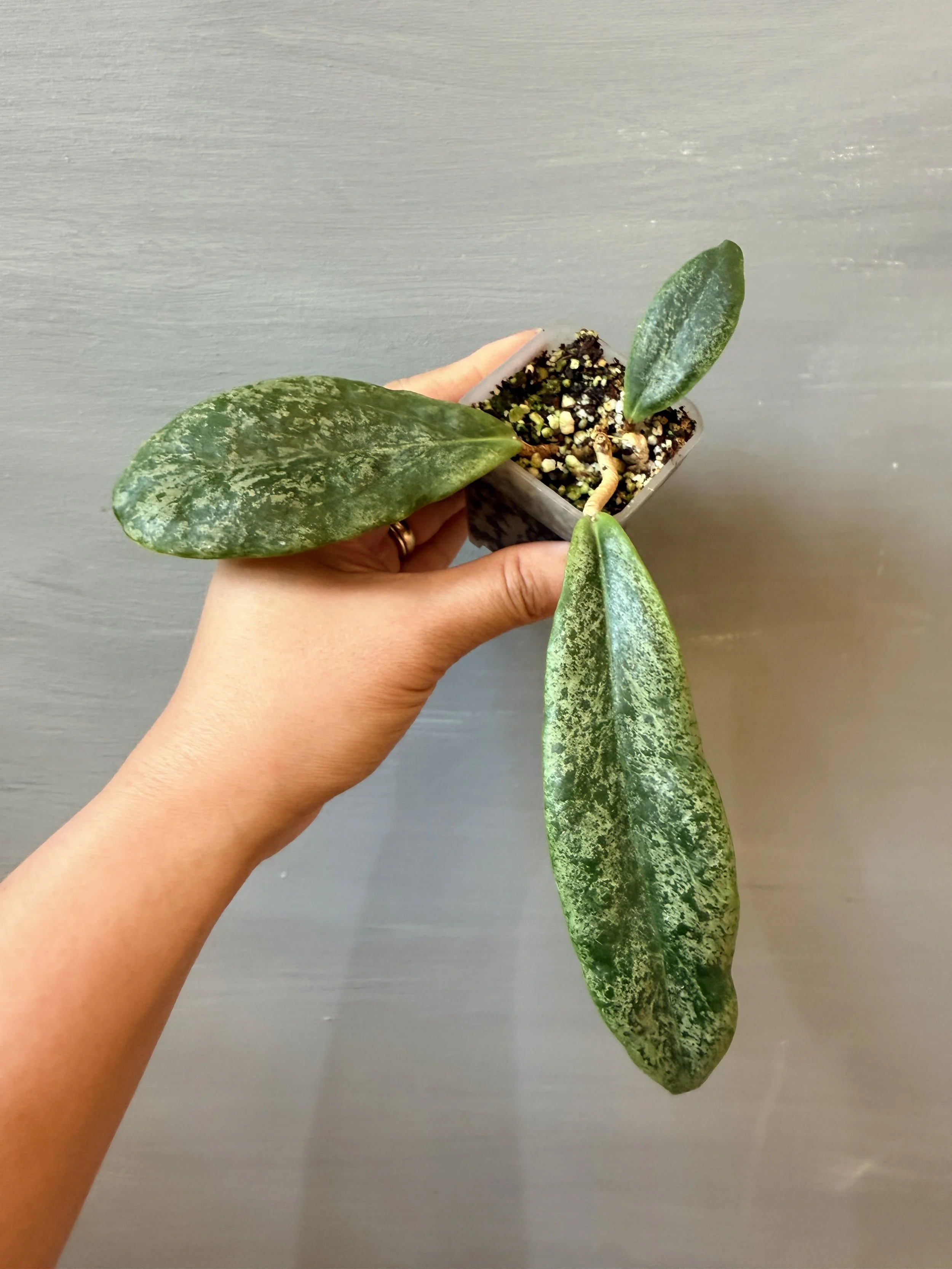 Hoya ‘Jita Silver’ PSP-279