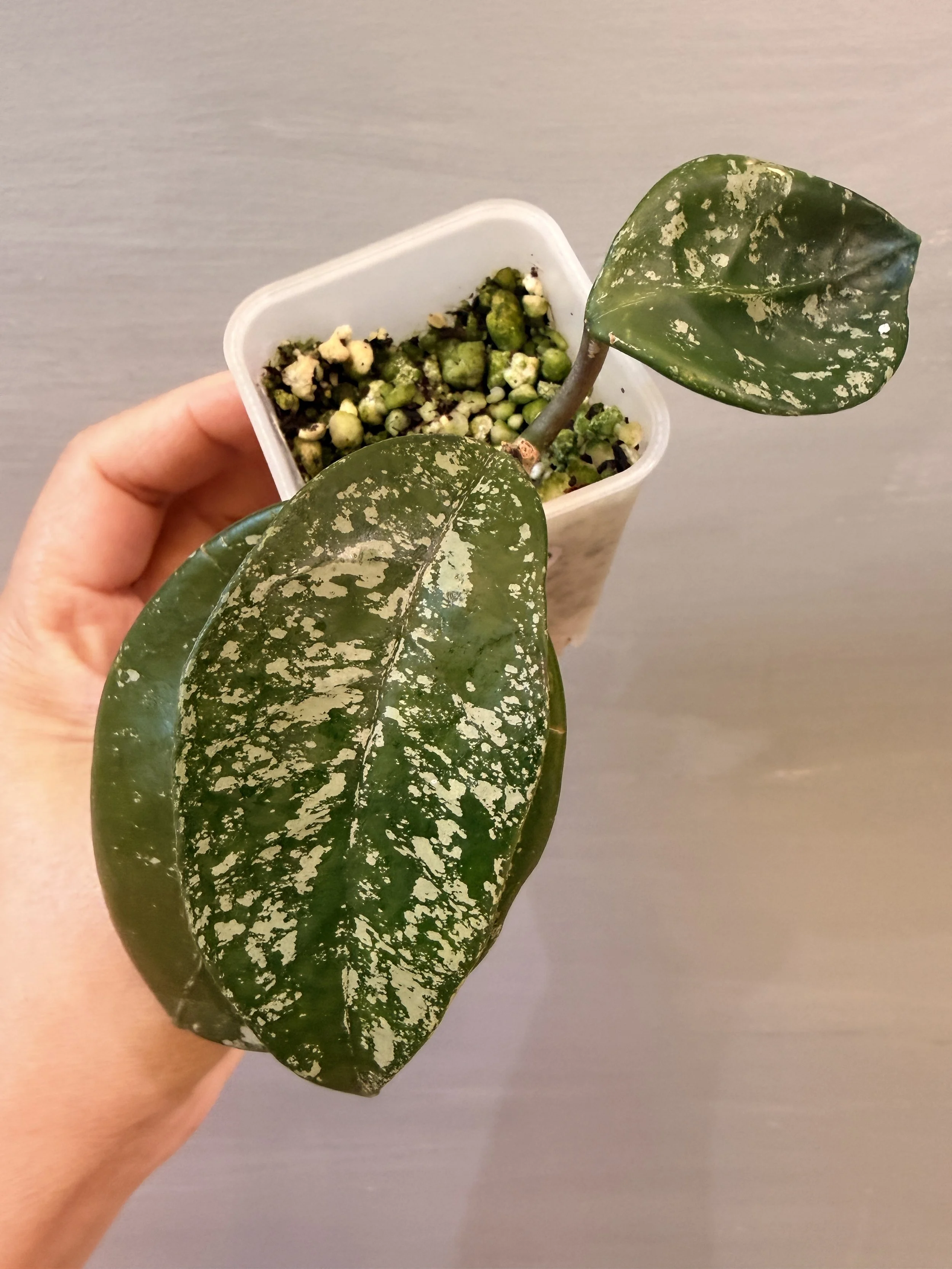 Hoya carnosa ‘Freckles Splash’ PSP-569