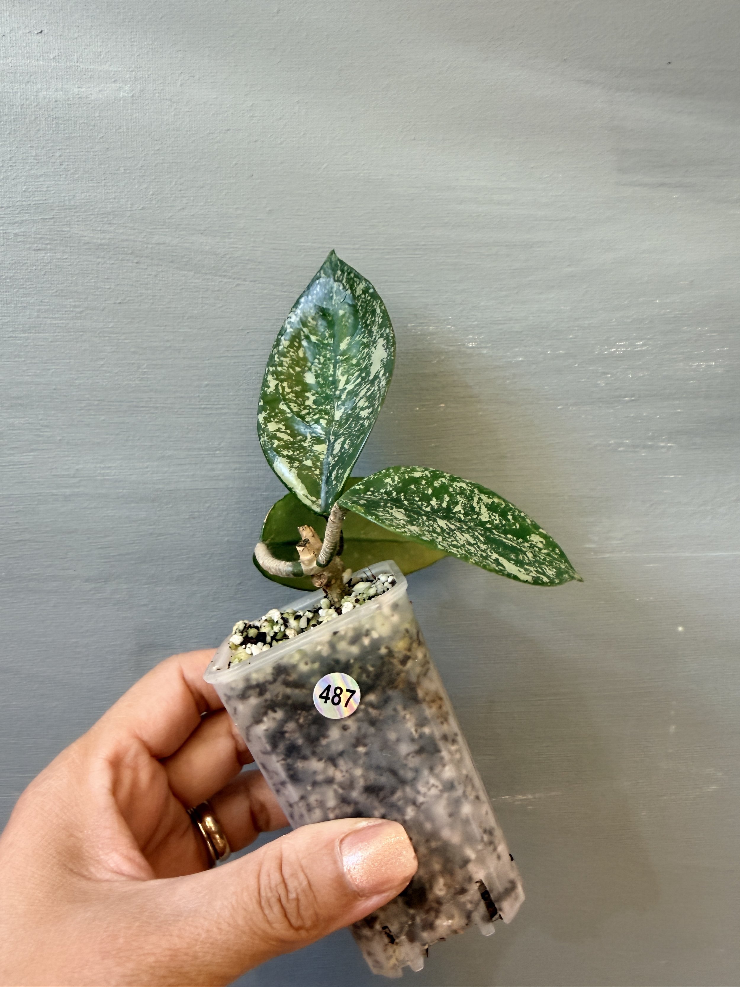 Hoya carnosa 'Freckles Splash' PSP-487
