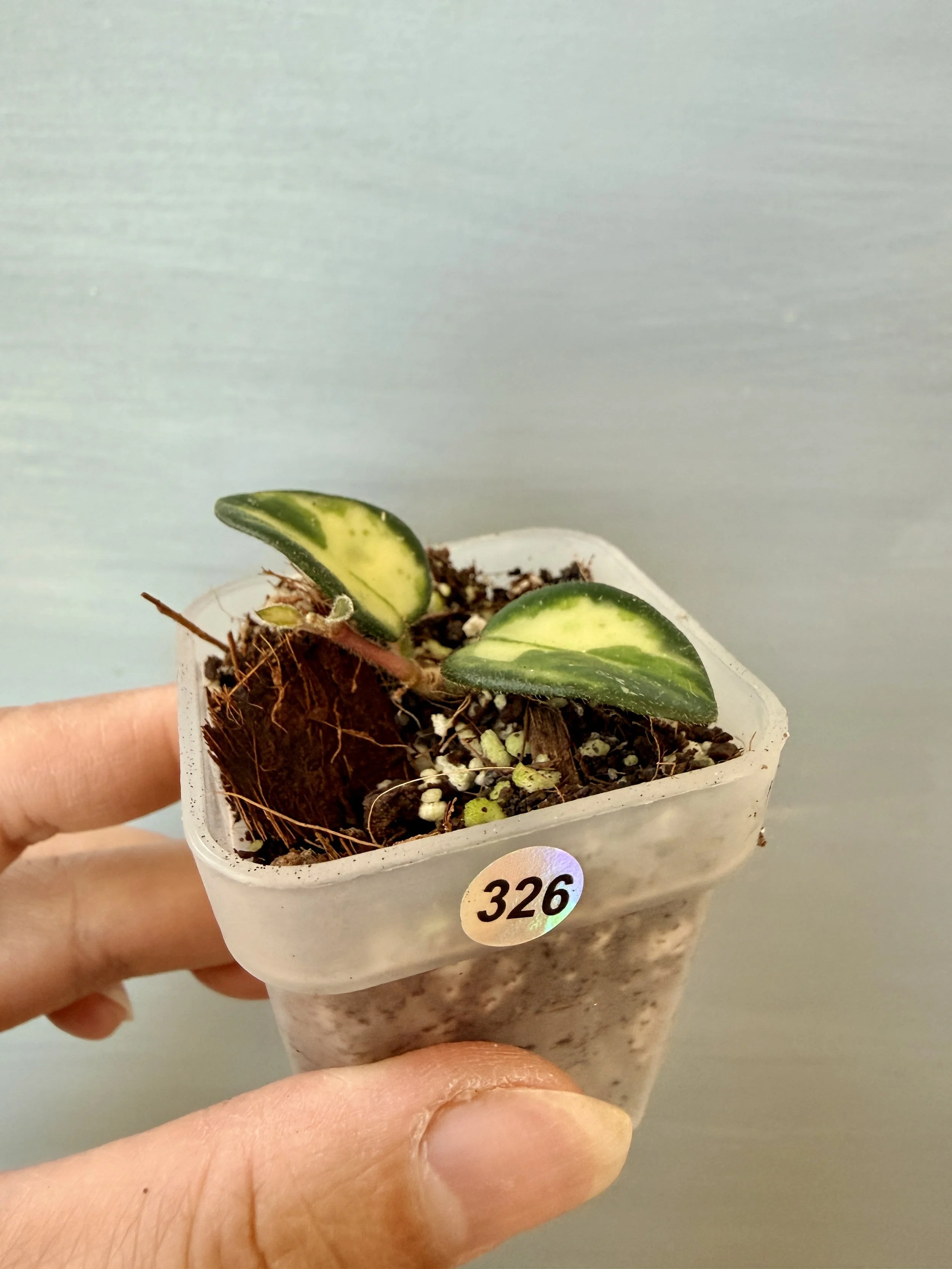 Hoya Mathilde Variegated PSP-326