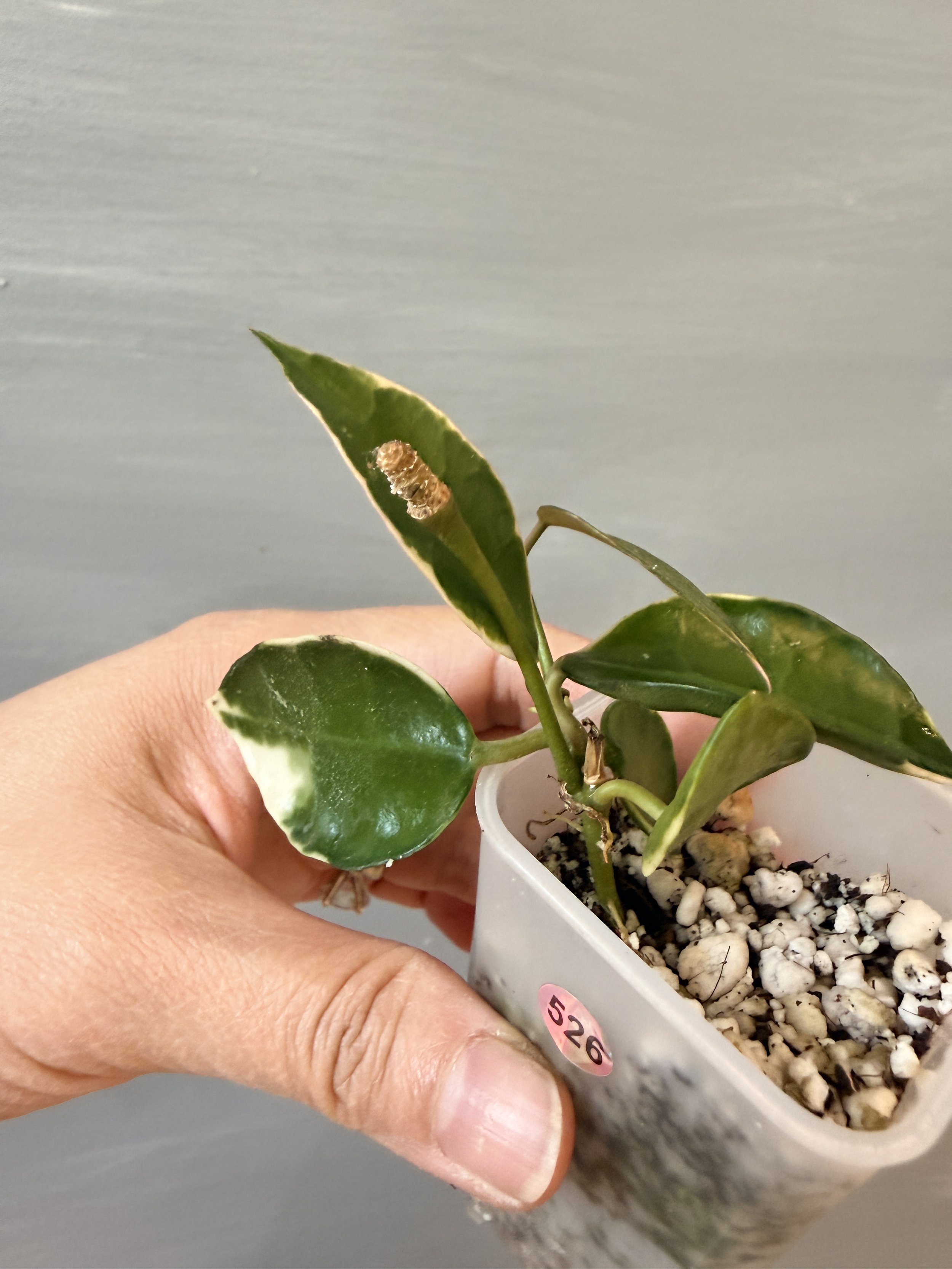 Hoya lacunosa ‘Asami’ Clone 1 PSP-526