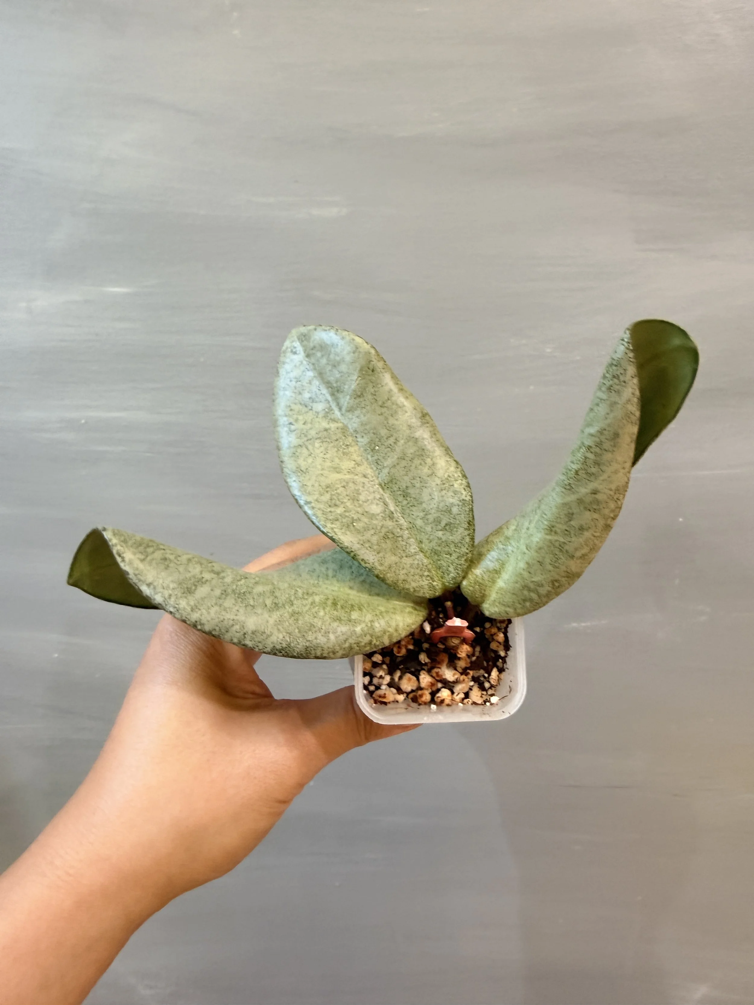 Hoya carnosa Nova Ghost PSP-545