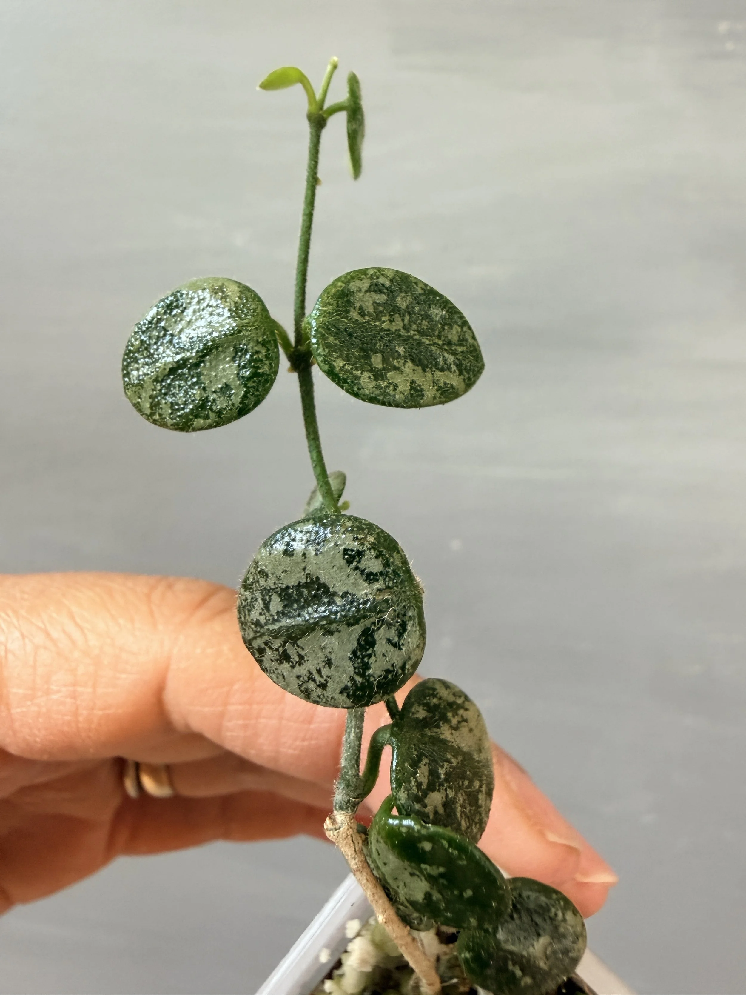 Hoya serpens ‘Silver’ PSP-520