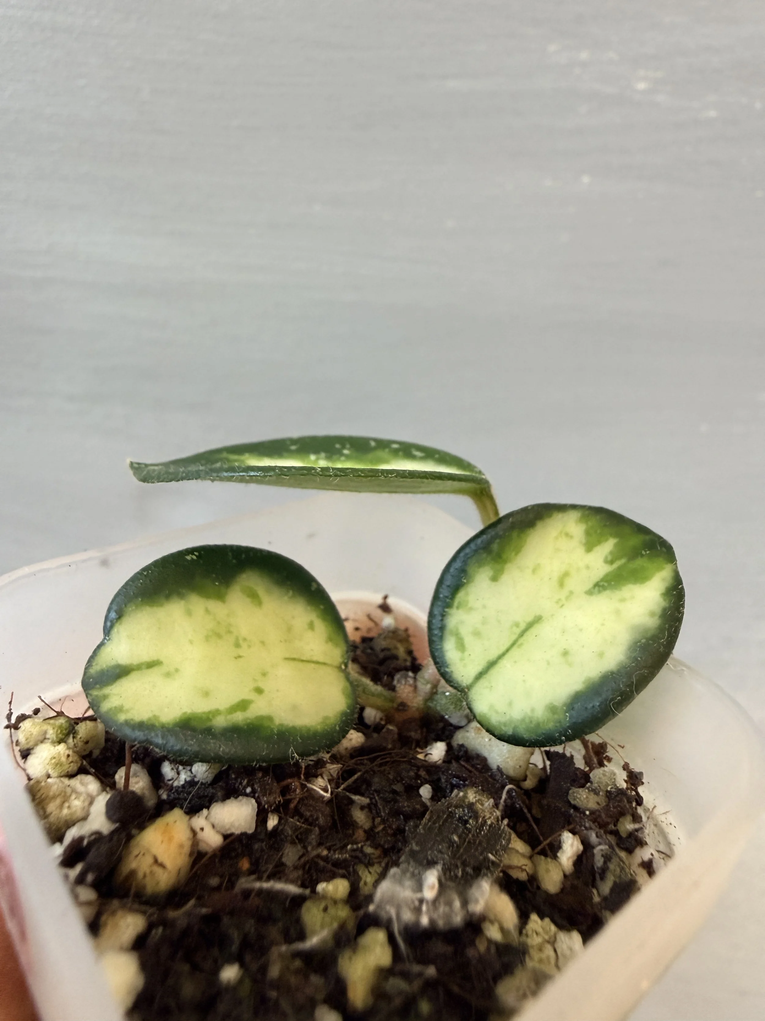 Hoya mathilde ‘Inner Variegated’ PSP-430