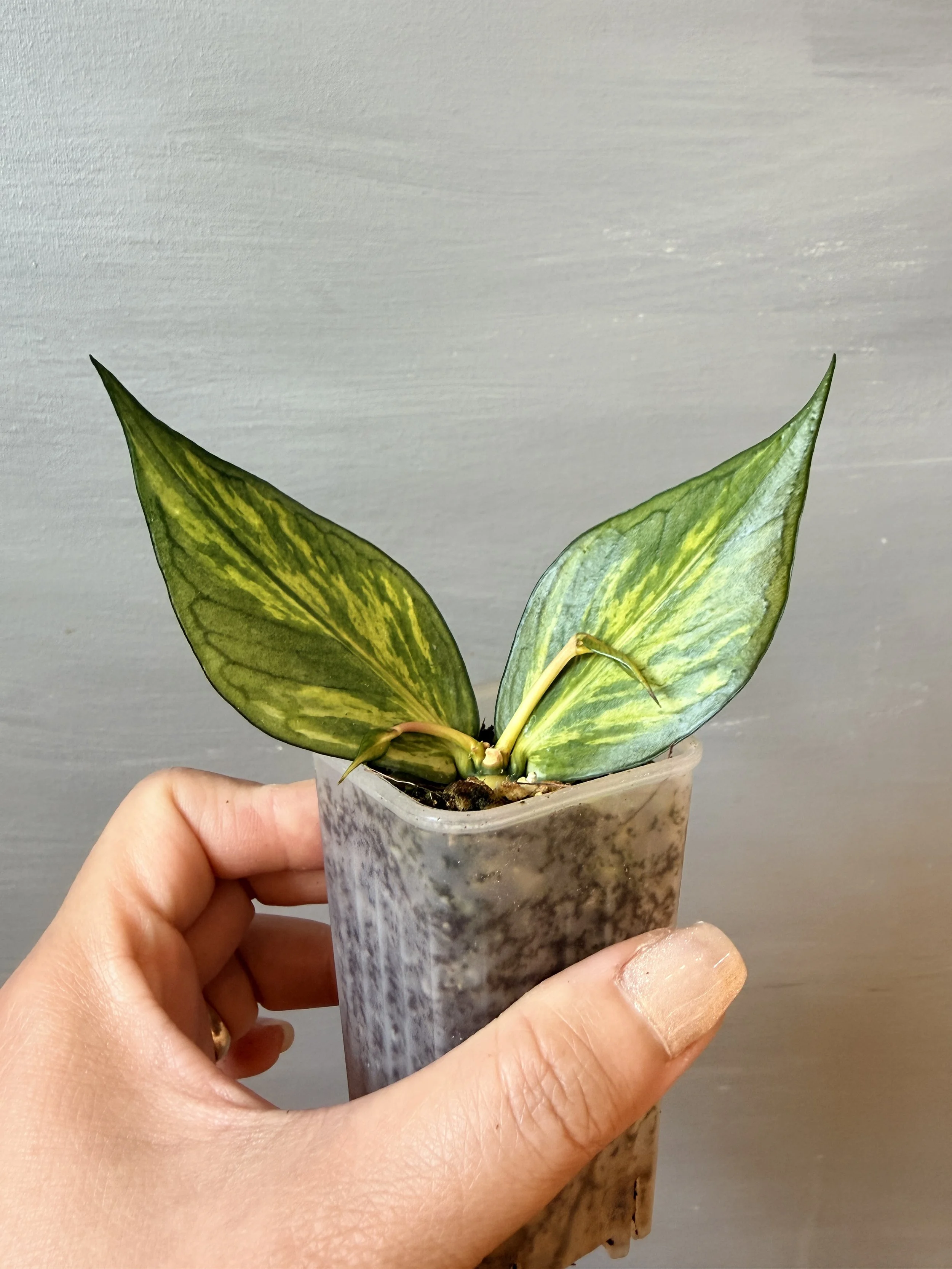 Hoya polyneura Inner Variegated – Grower’s Choice