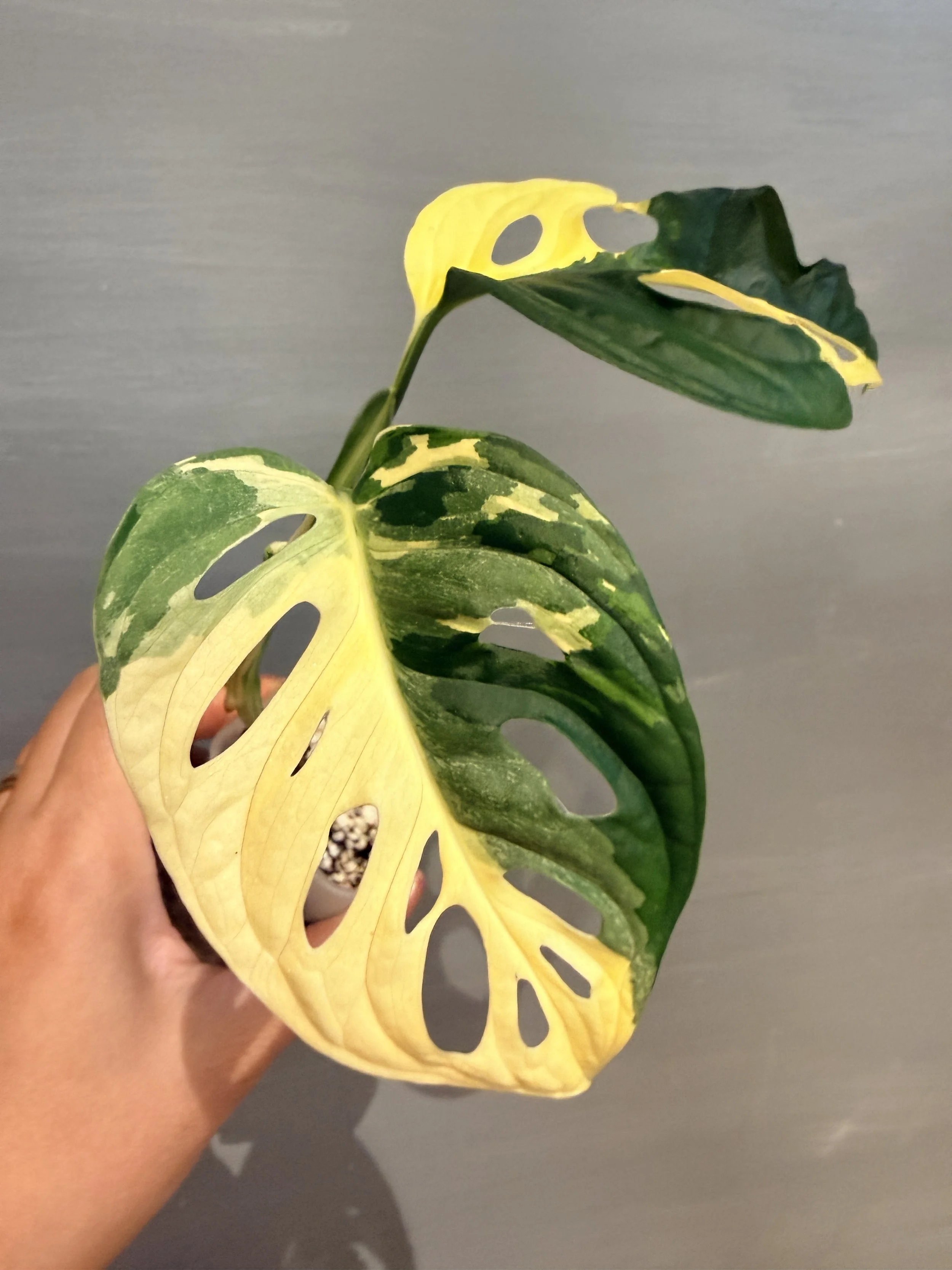 Monstera adansonii 'Japanese Tricolor' PSP-505