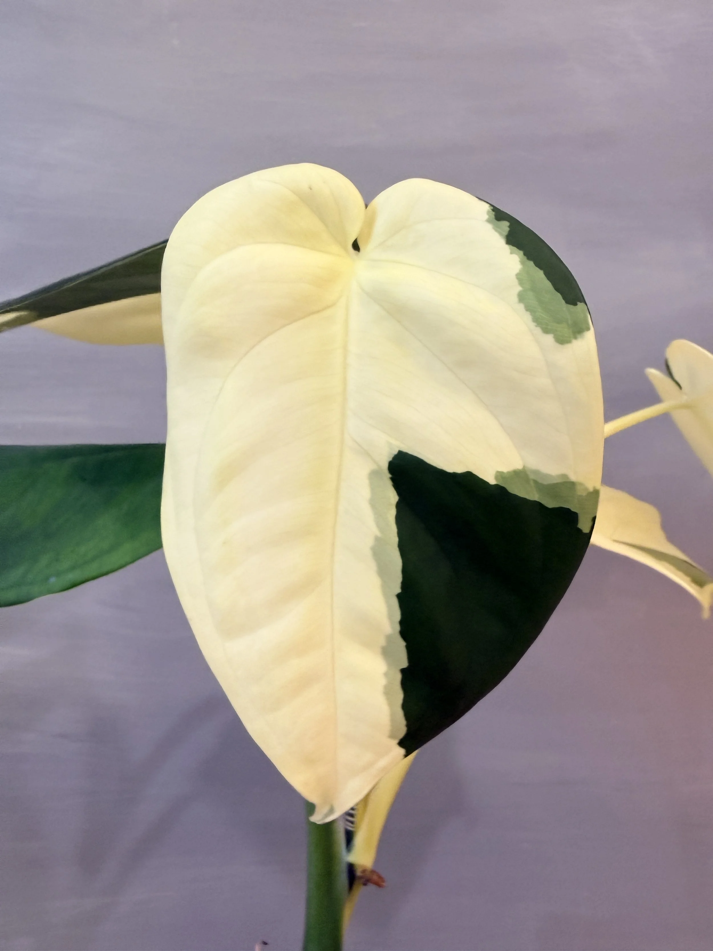 Syngonium chiapense Albo PSP-235