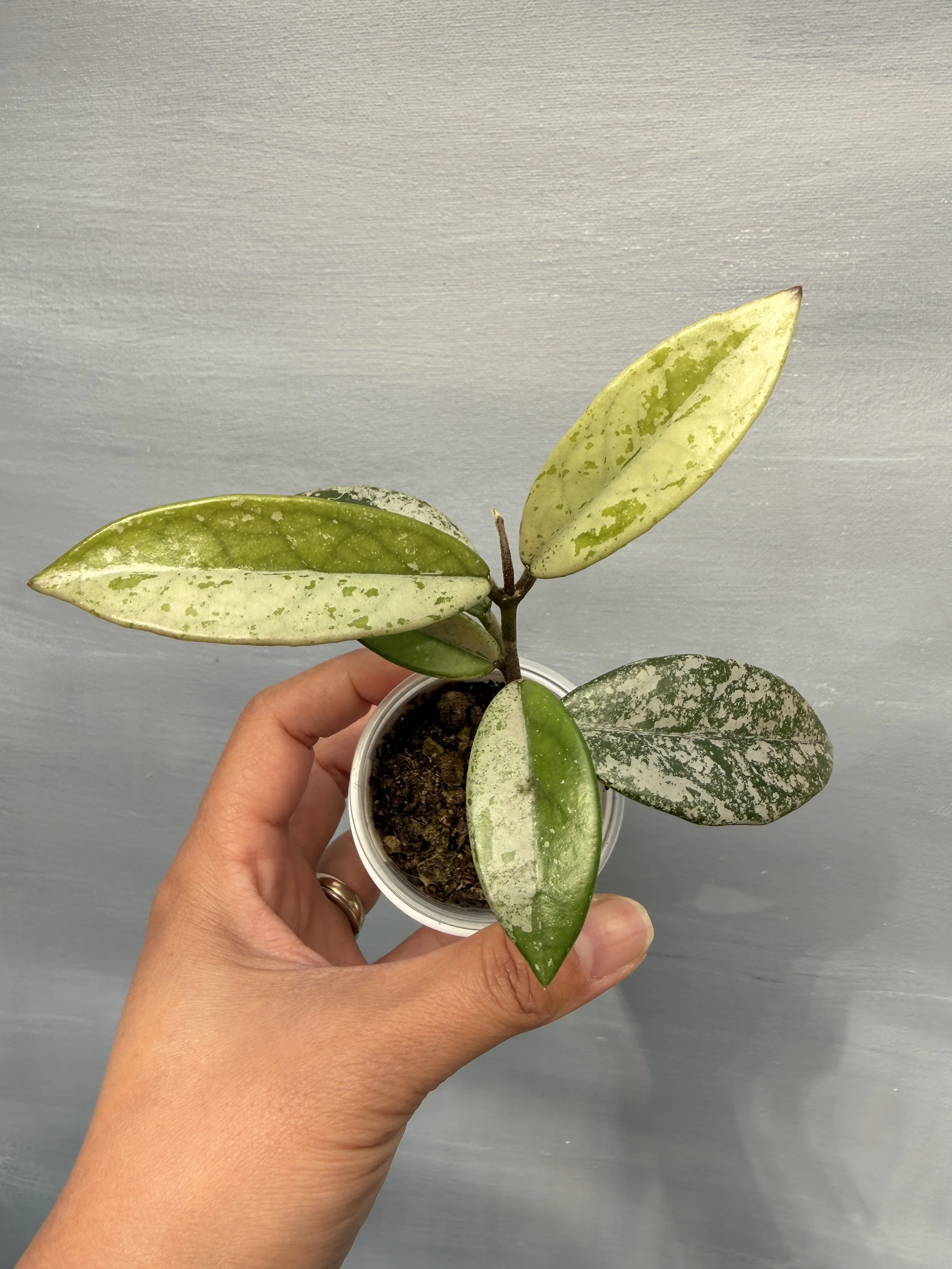 Hoya ‘Wilbur Graves China’ PSP-114