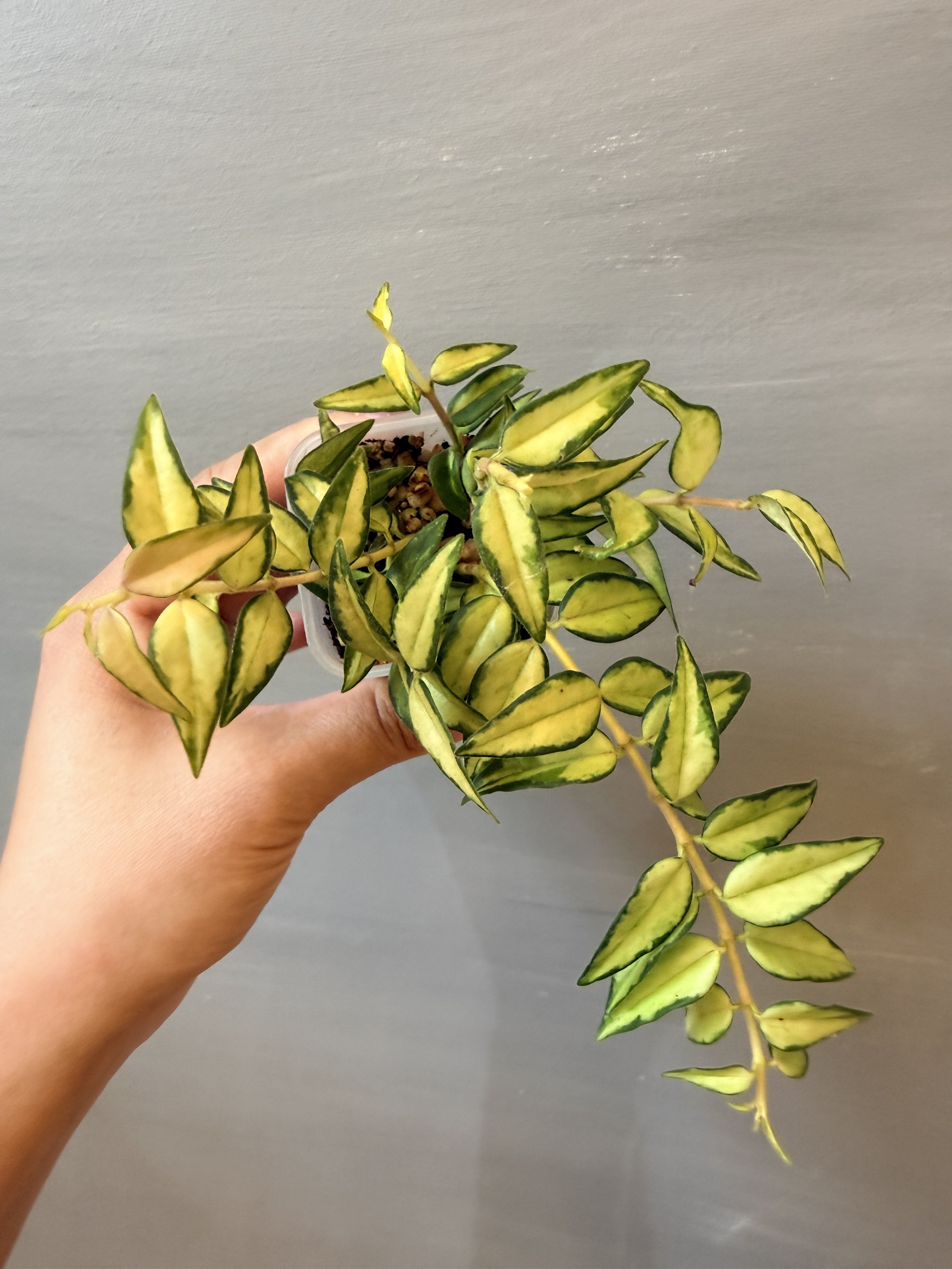 Hoya bella ‘Lida Buis’ PSP-271