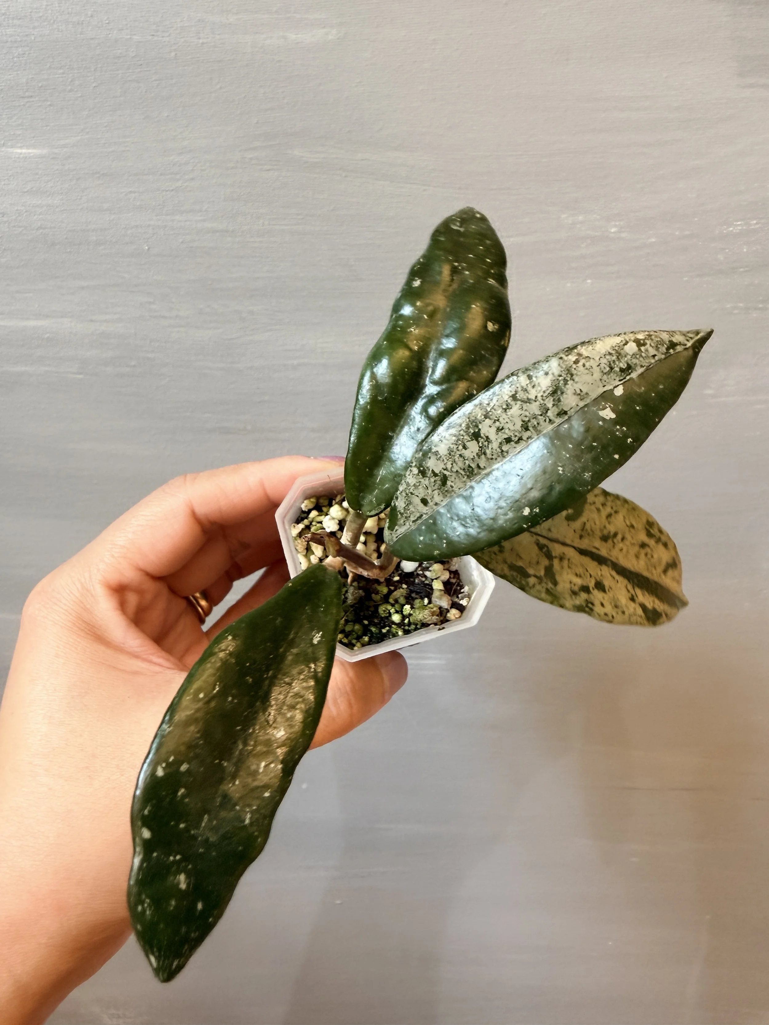 Hoya 'Wilbur Graves China' PSP-278