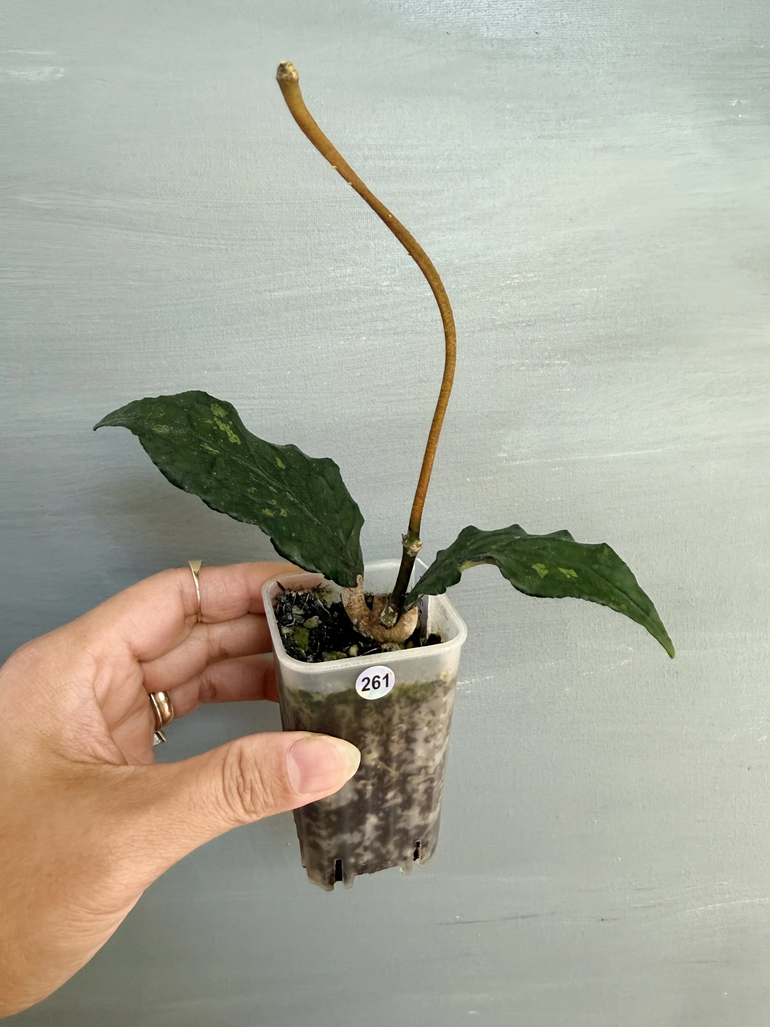 Hoya sp. Aceh Gayo Lues PSP-261