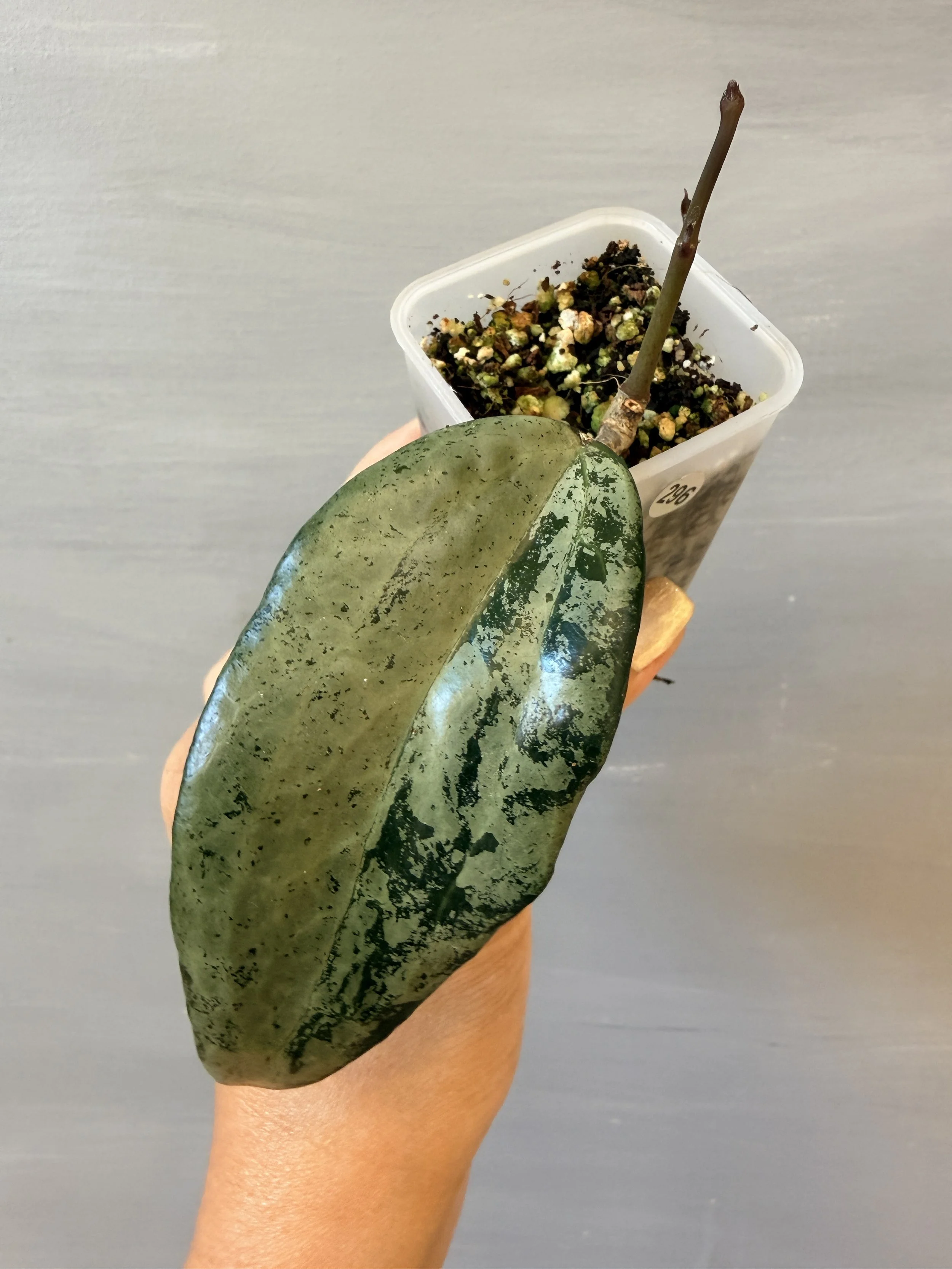 Hoya latifolia Silver Indonesia PSP-296