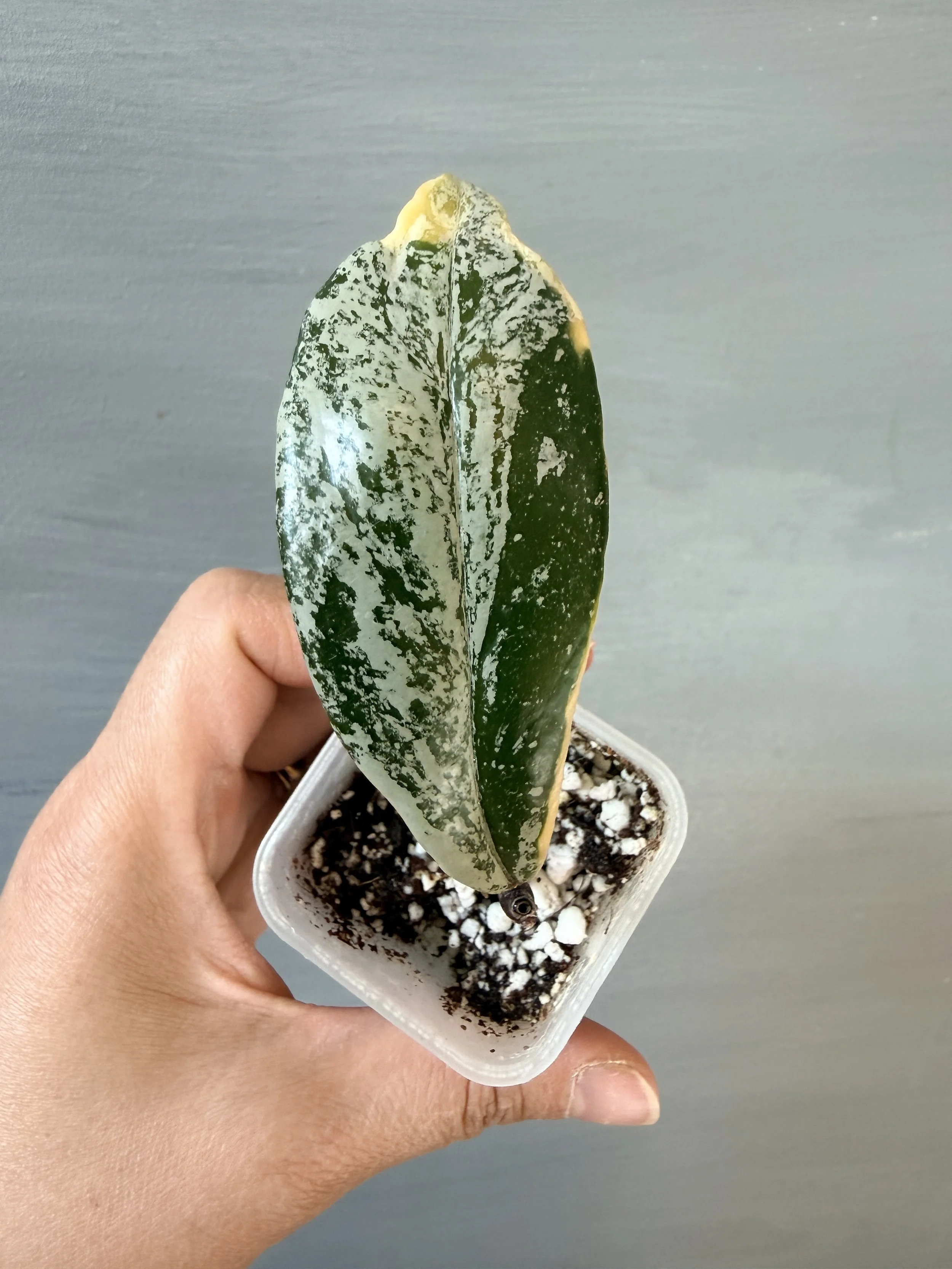 Hoya pubicalyx ‘Royal Hawaiian Purple’ Albo Splash PSP-513