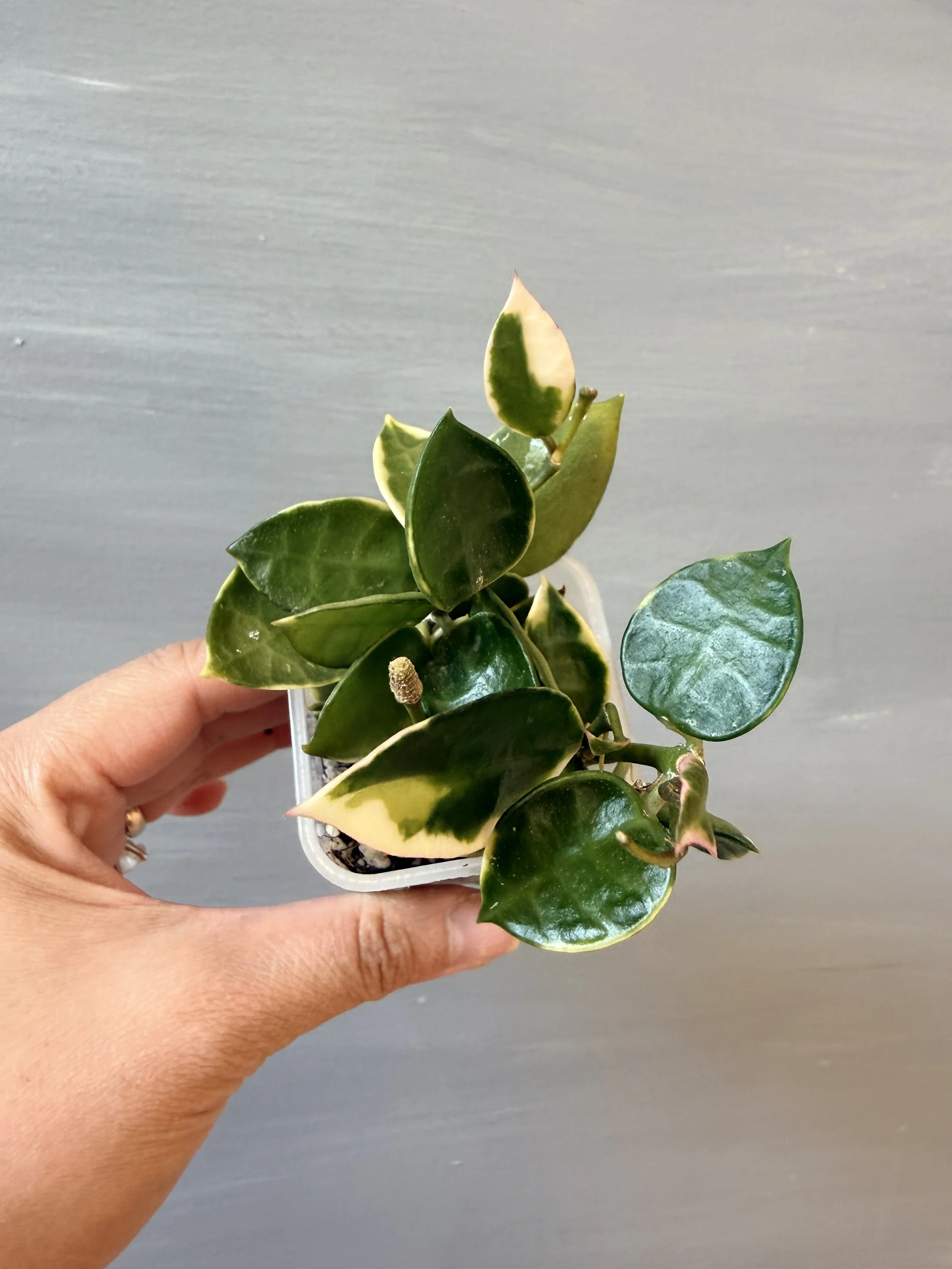 Hoya lacunosa ‘Asami’ Clone 1 PSP-525