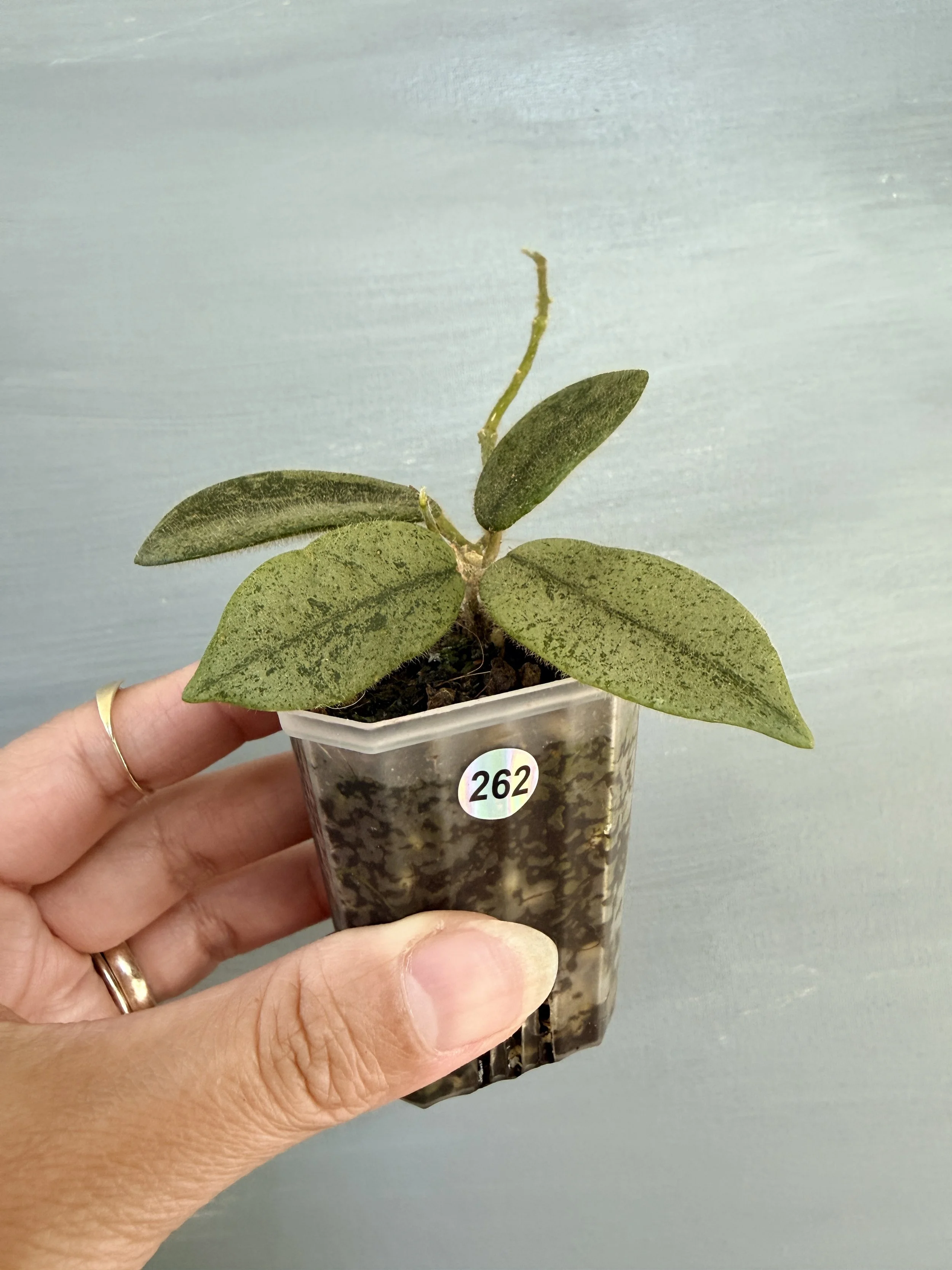 Hoya thomsonii Silver PSP-262