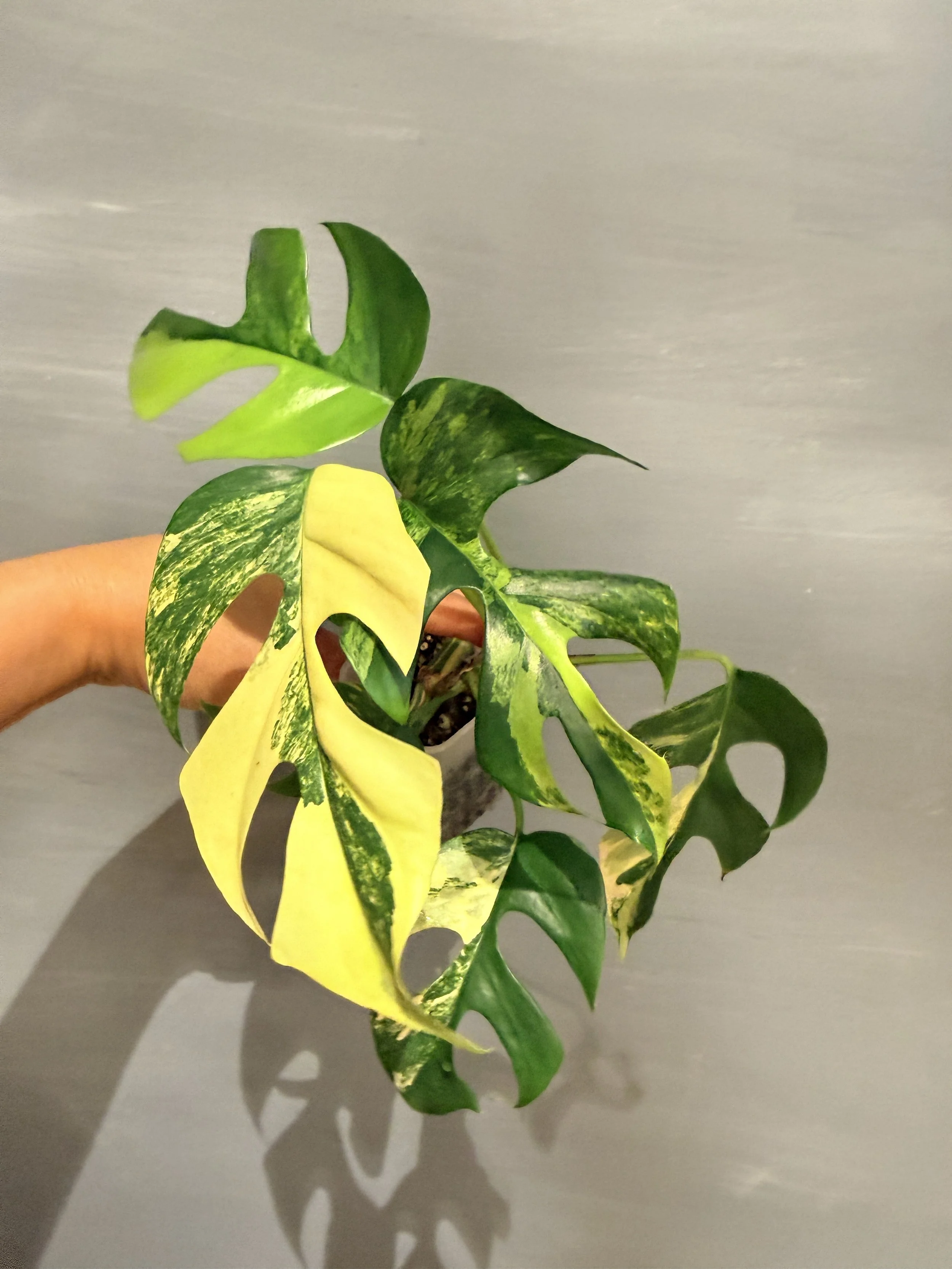Rhaphidophora tetrasperma Variegata PSP-249
