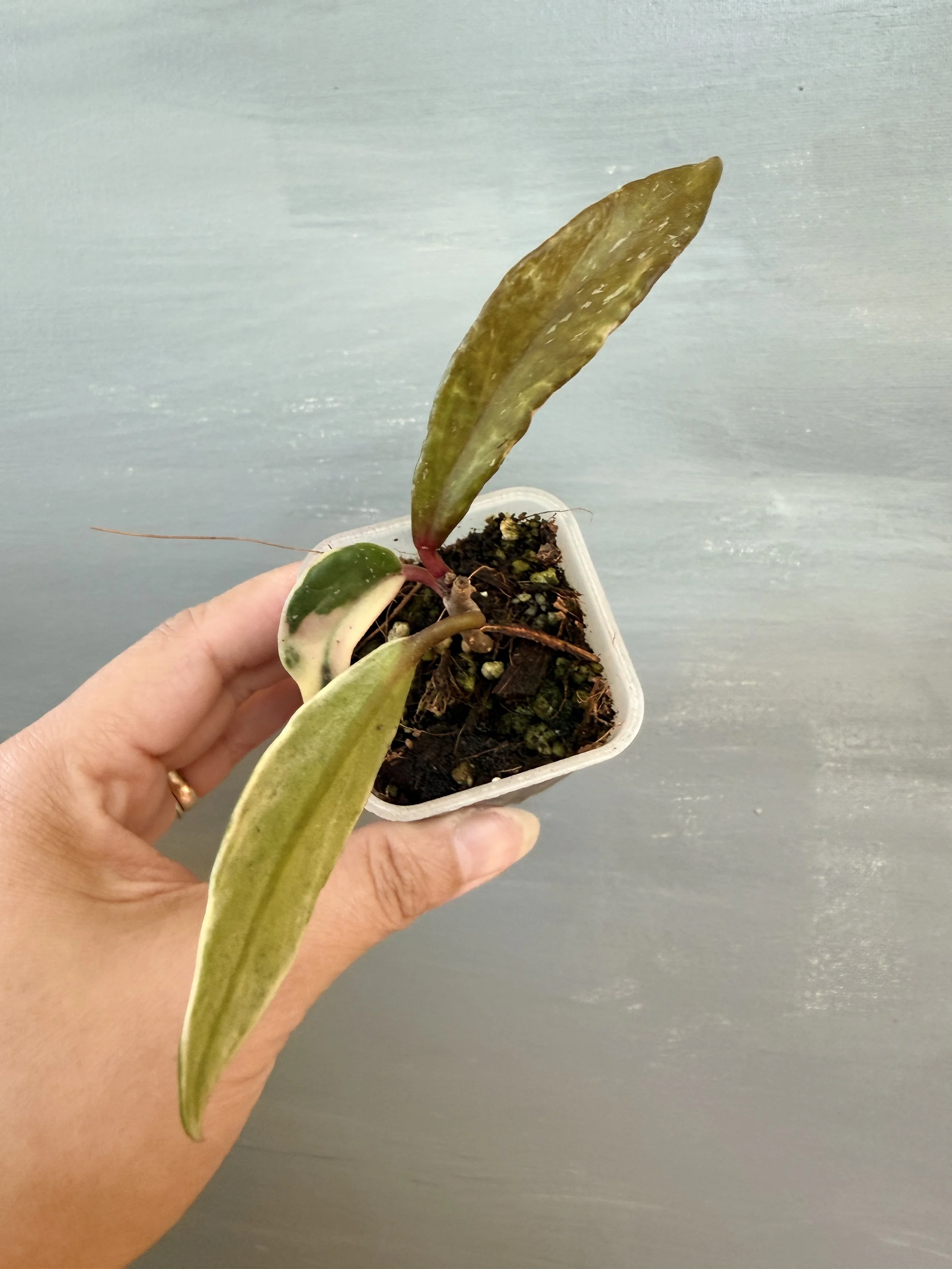Hoya pubicalyx ‘Royal Hawaiian Purple’ Albo Splash PSP-364
