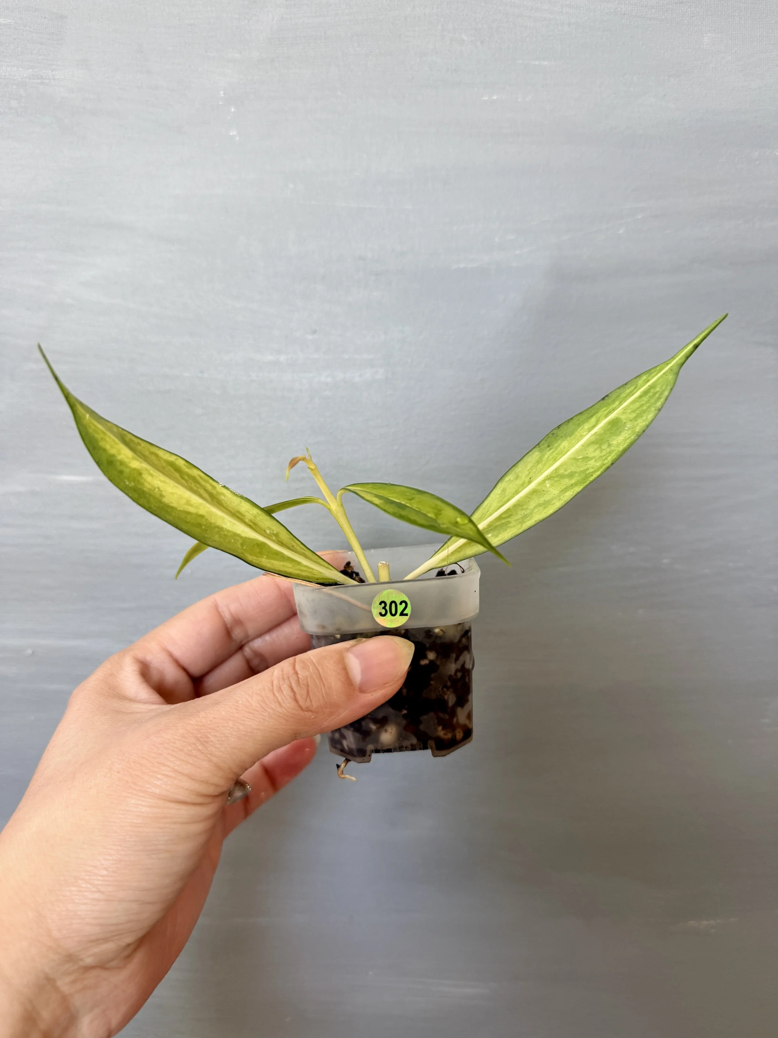 Hoya yingjiangensis Variegated — Grower’s Choice
