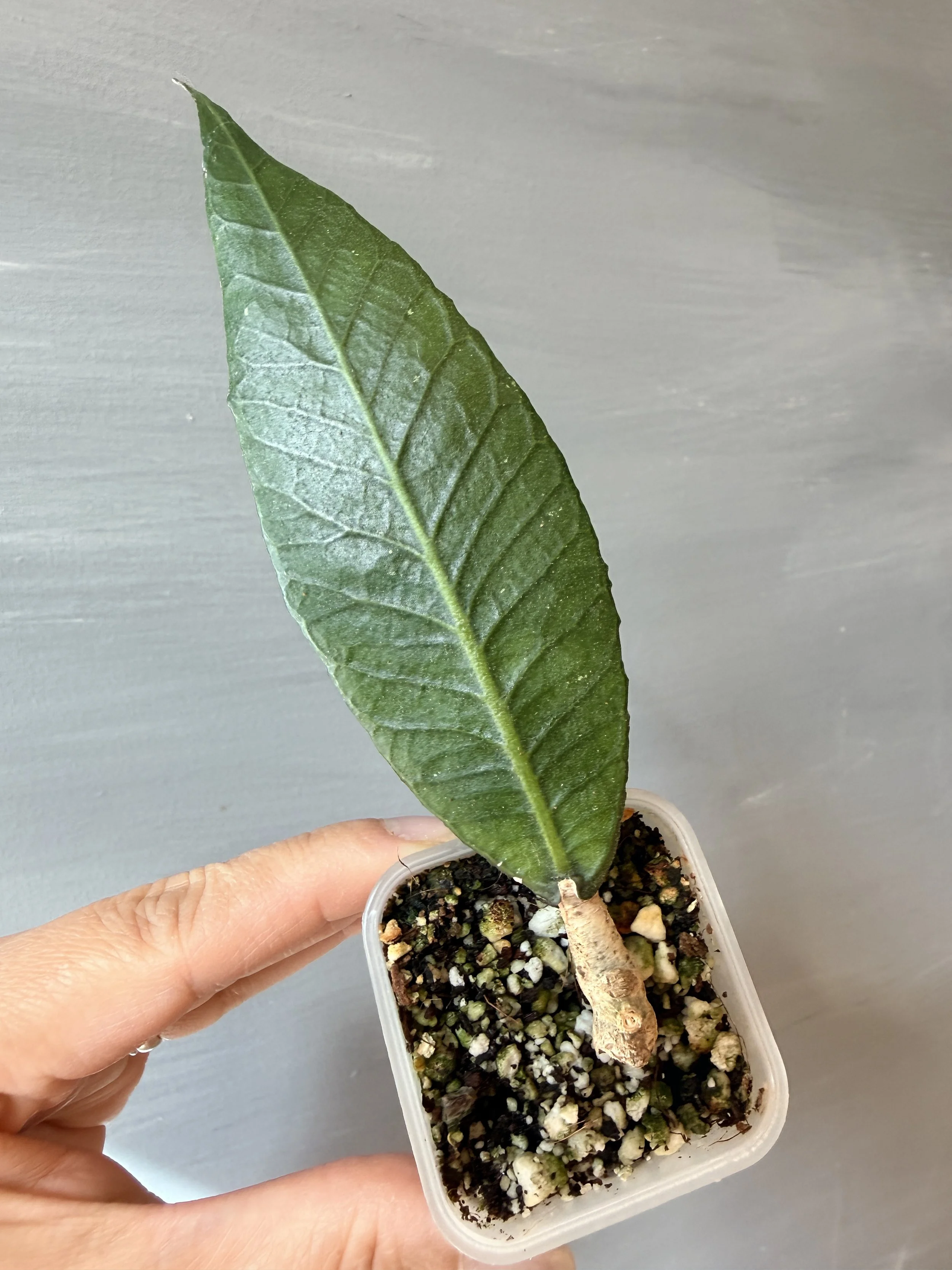 Hoya sp. Sanghir NAD001 PSP-99