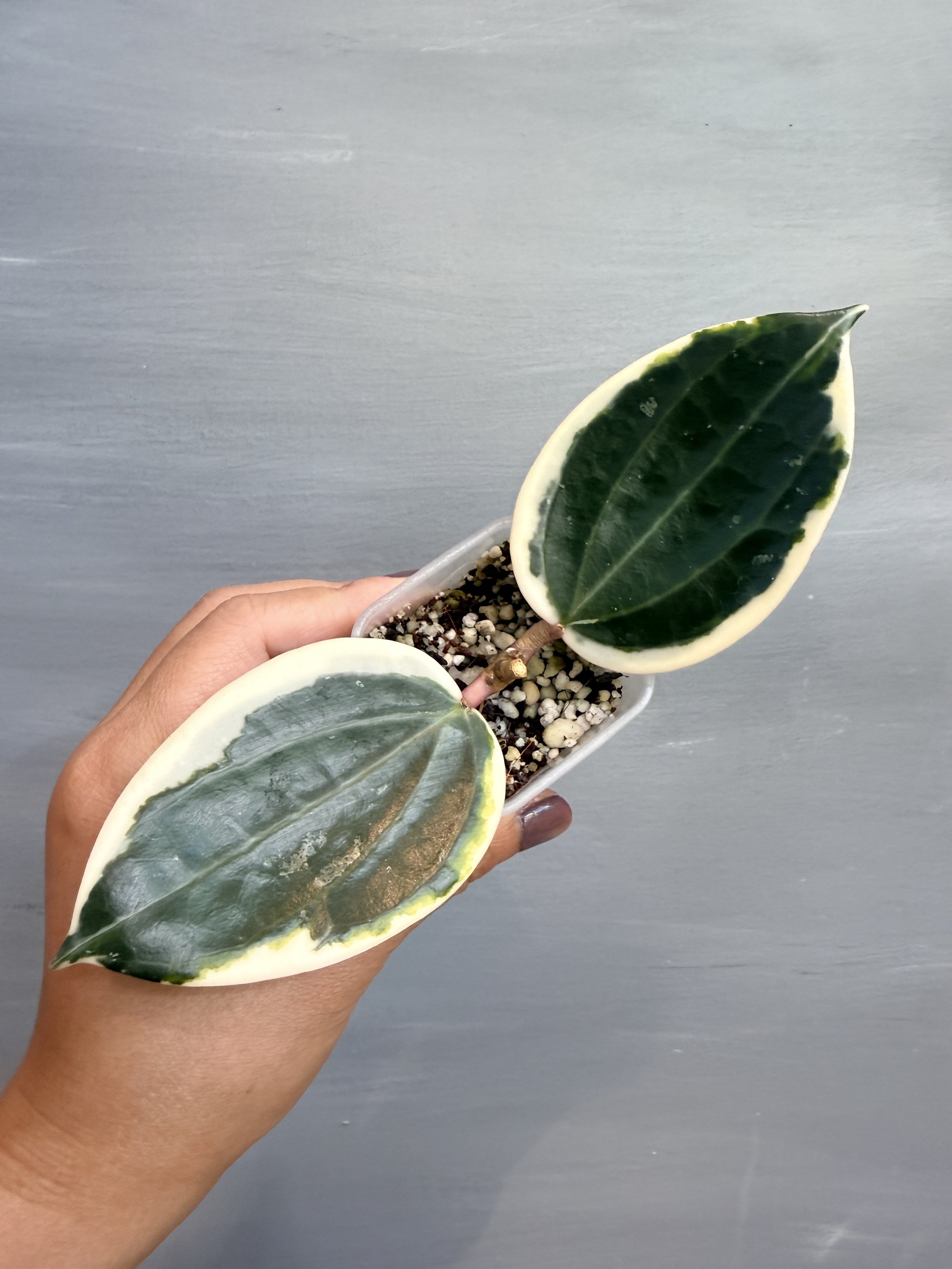 Hoya latifolia Albo ‘Round Form’ PSP-547