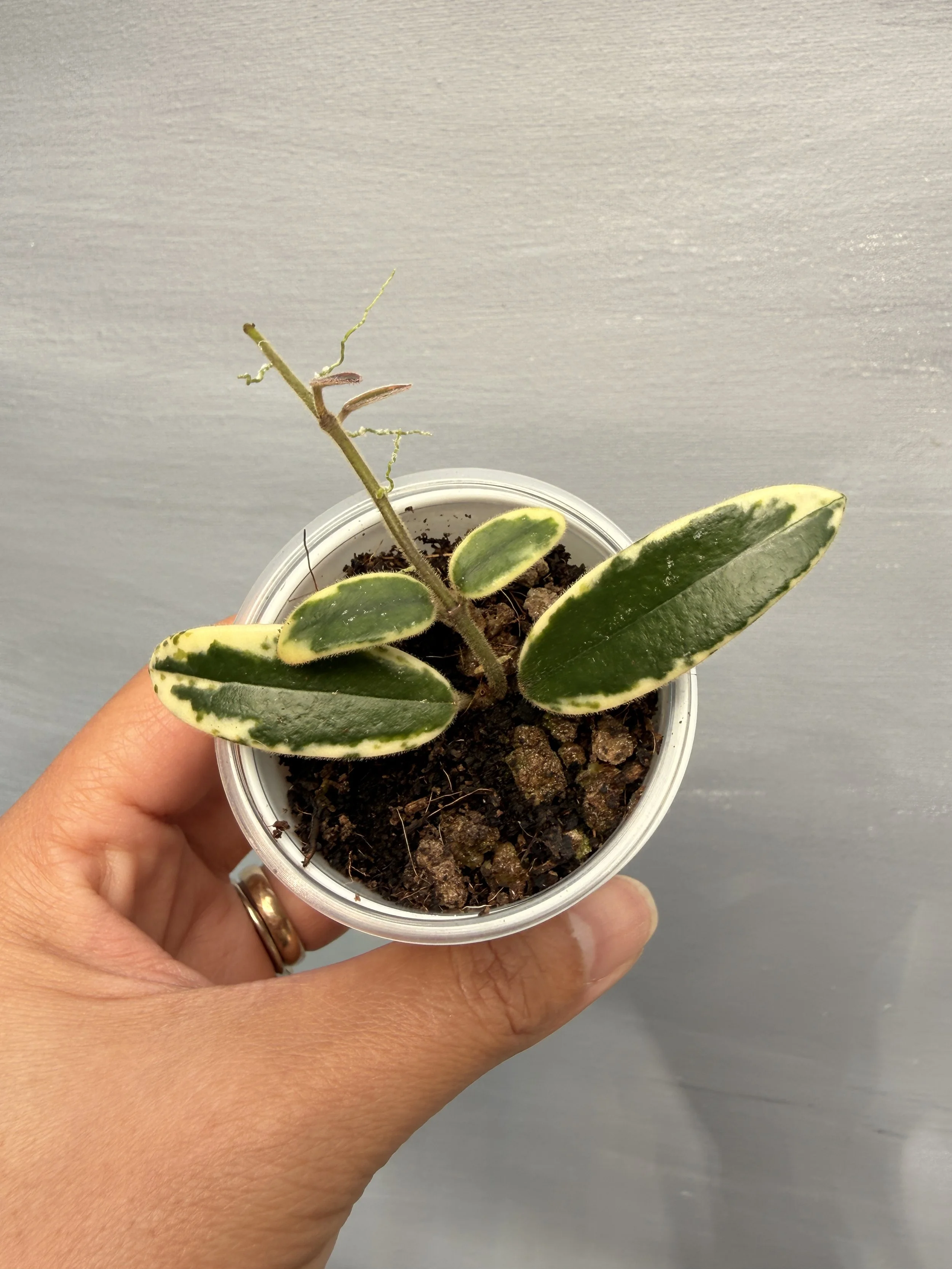 Hoya lyi ‘Prism’ PSP-124
