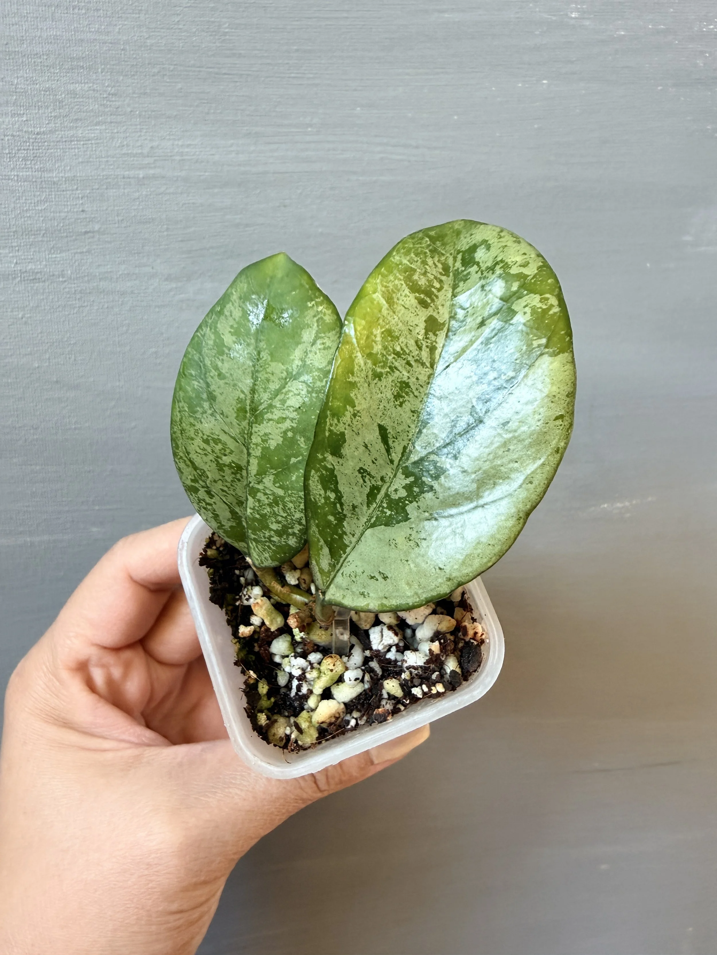 Hoya ‘Meena Silver’ PSP-133