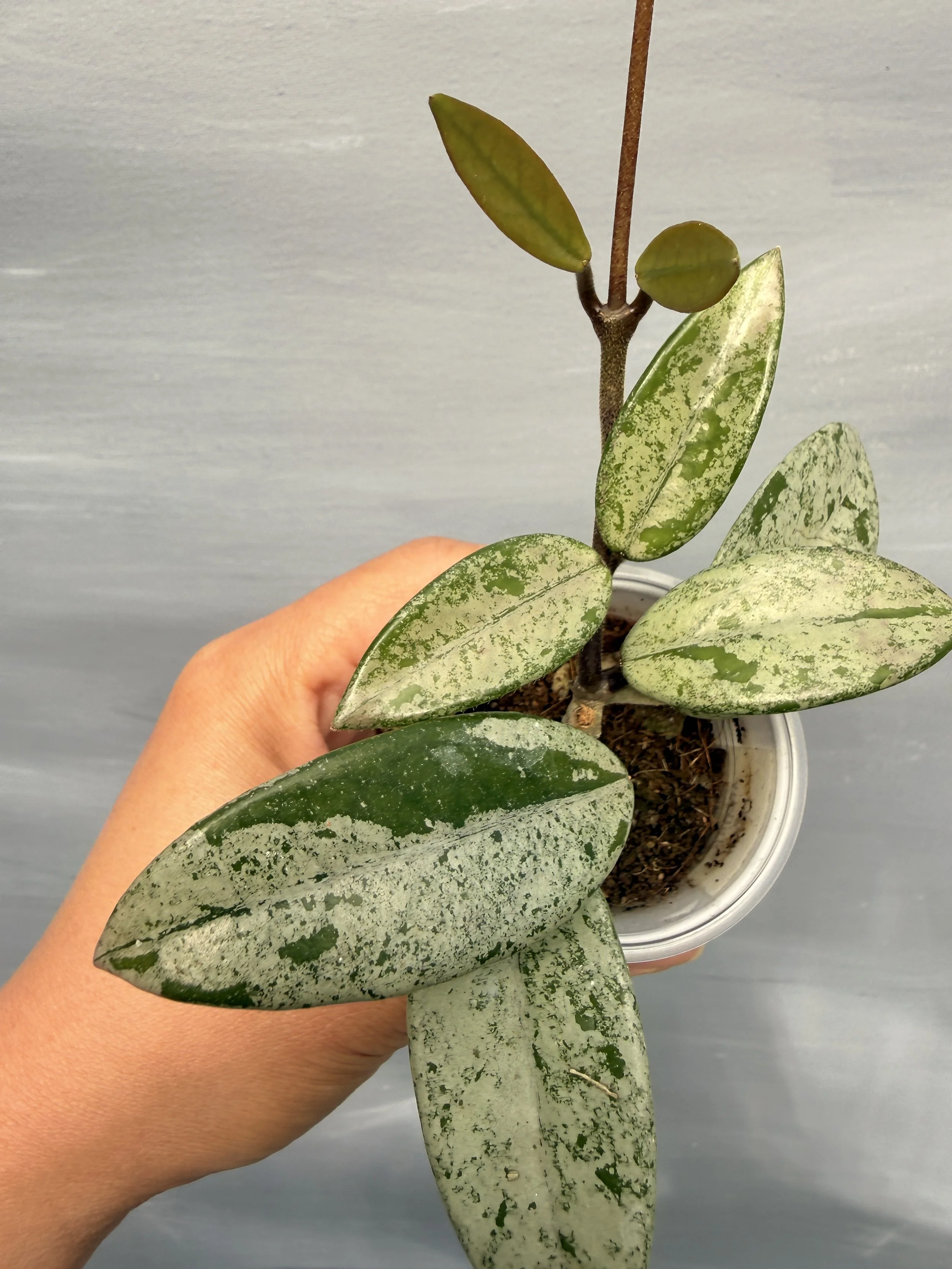 Hoya ‘Wilbur Graves China’ PSP-118