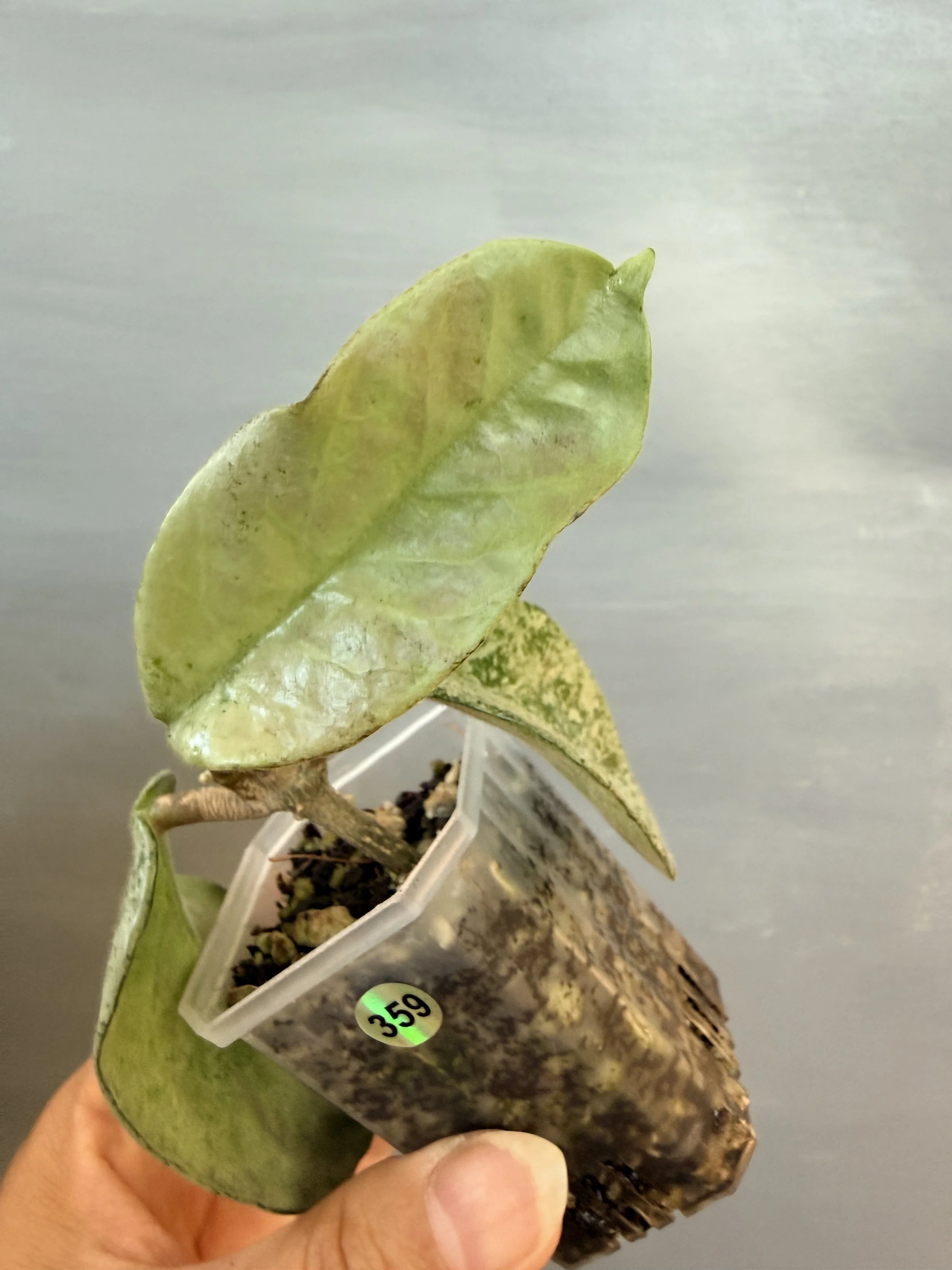Hoya ‘Grey Ghost’ PSP-359