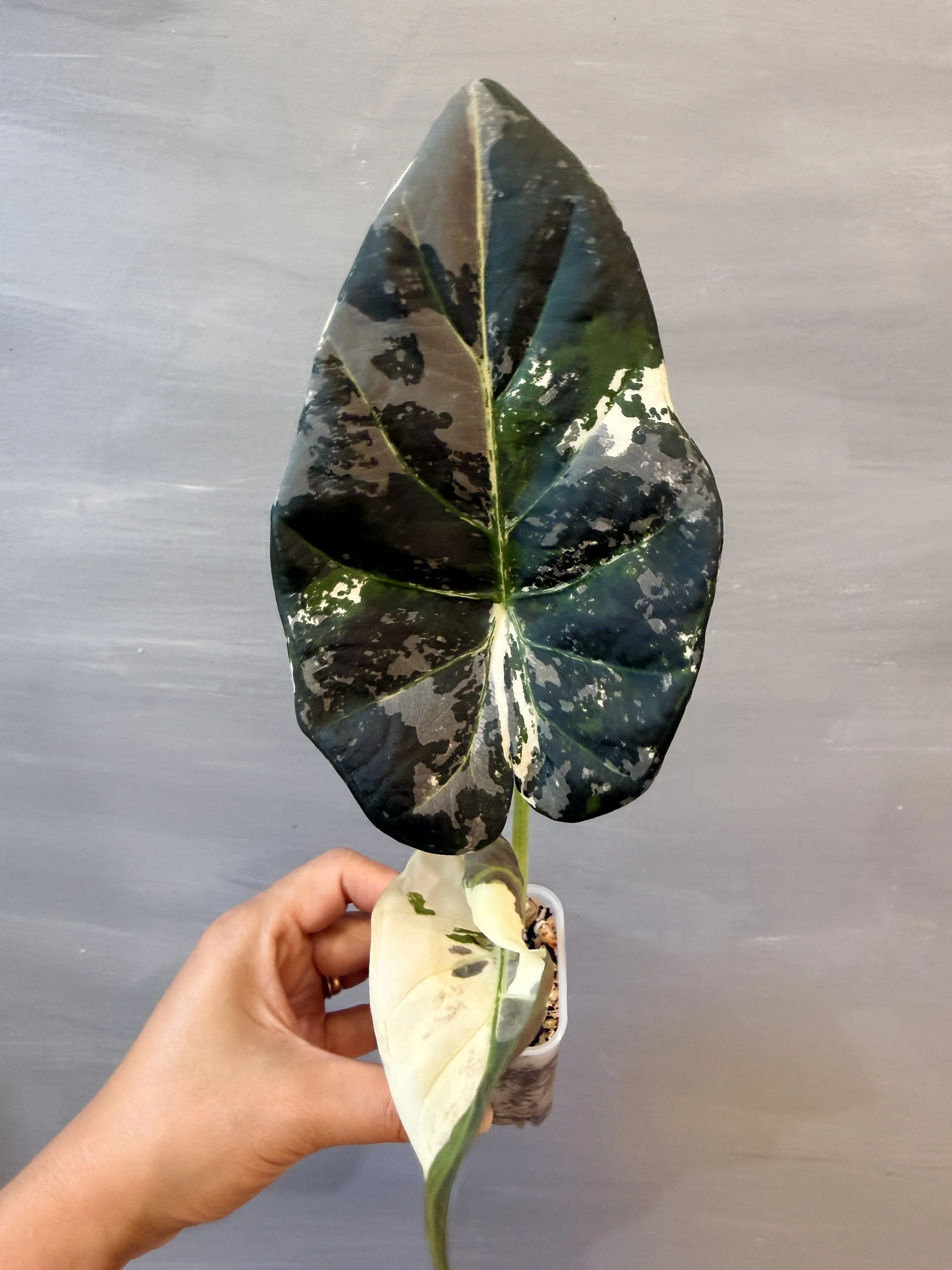 Alocasia ‘Regal Shields’ Albo PSP-558