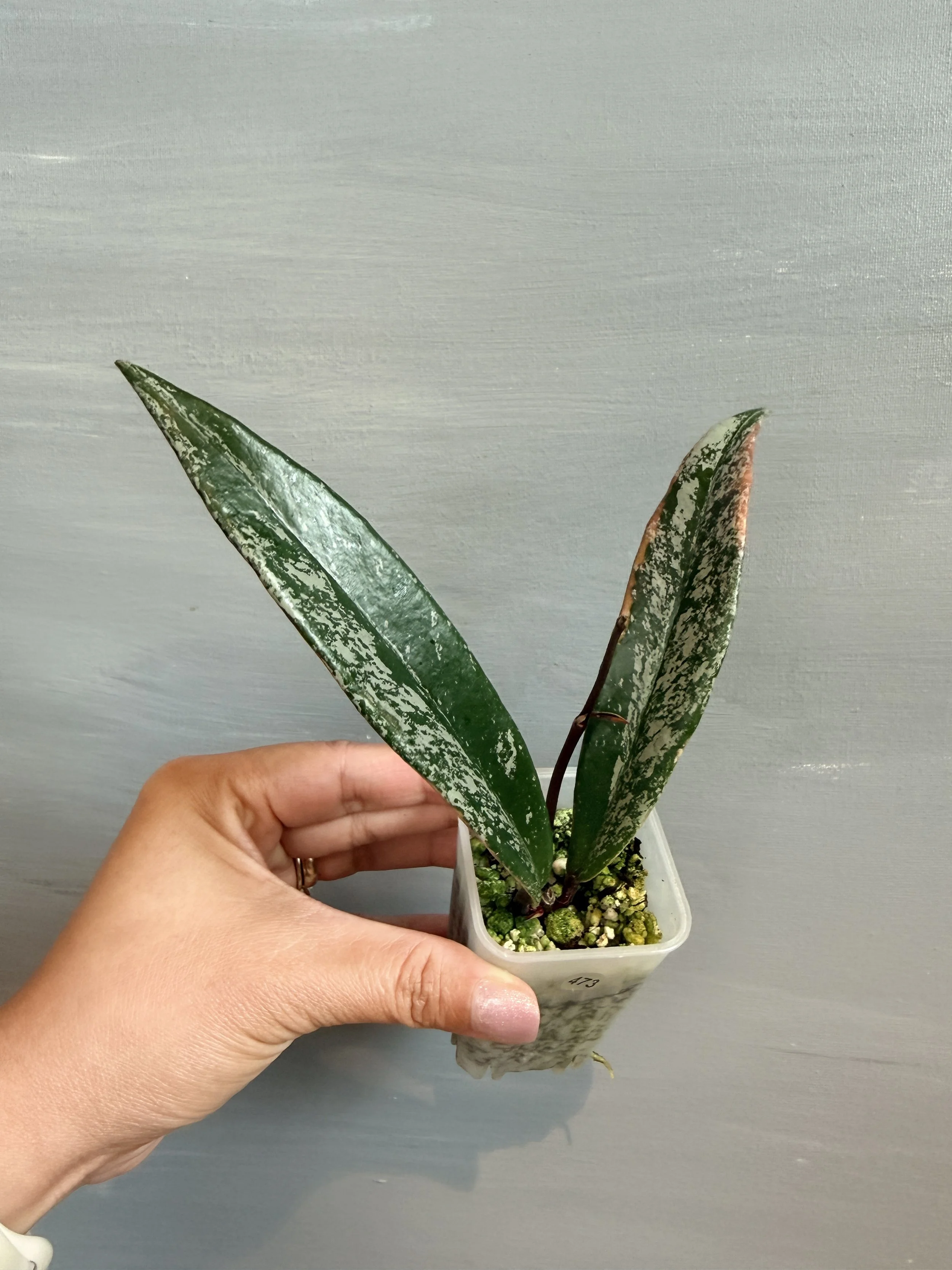 Hoya pubicalyx ‘Royal Hawaiian Purple Albo Splash’ PSP-473