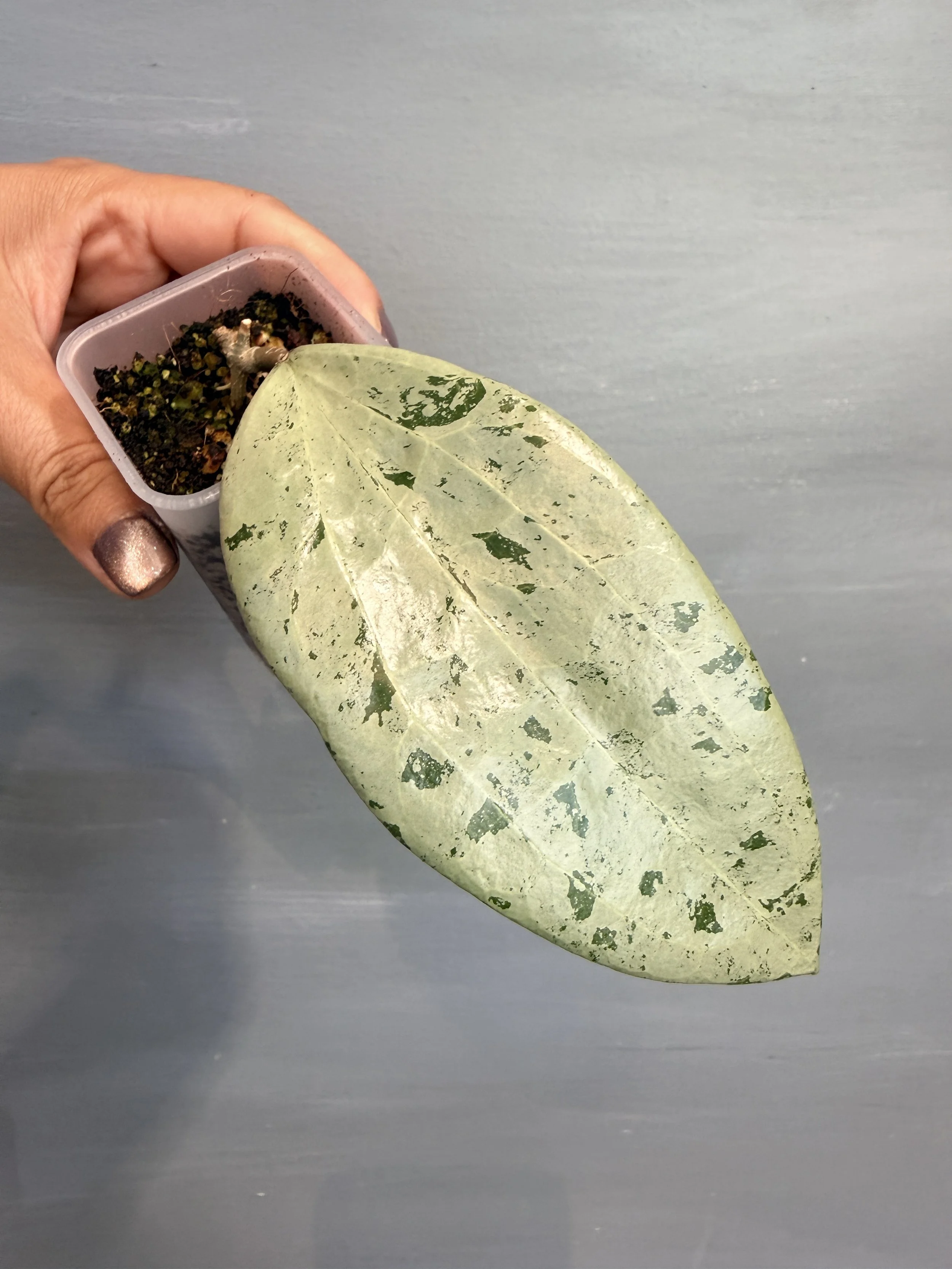 Hoya glabra ‘Gin’ PSP-154