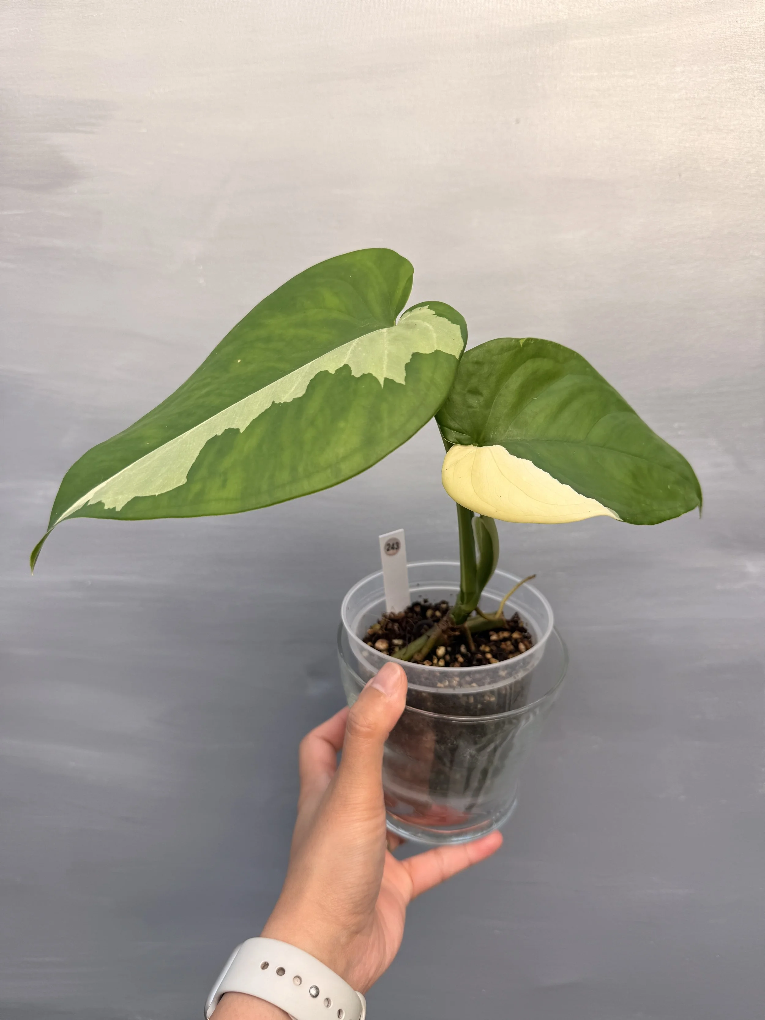 Syngonium chiapense ‘Variegated PSP-243