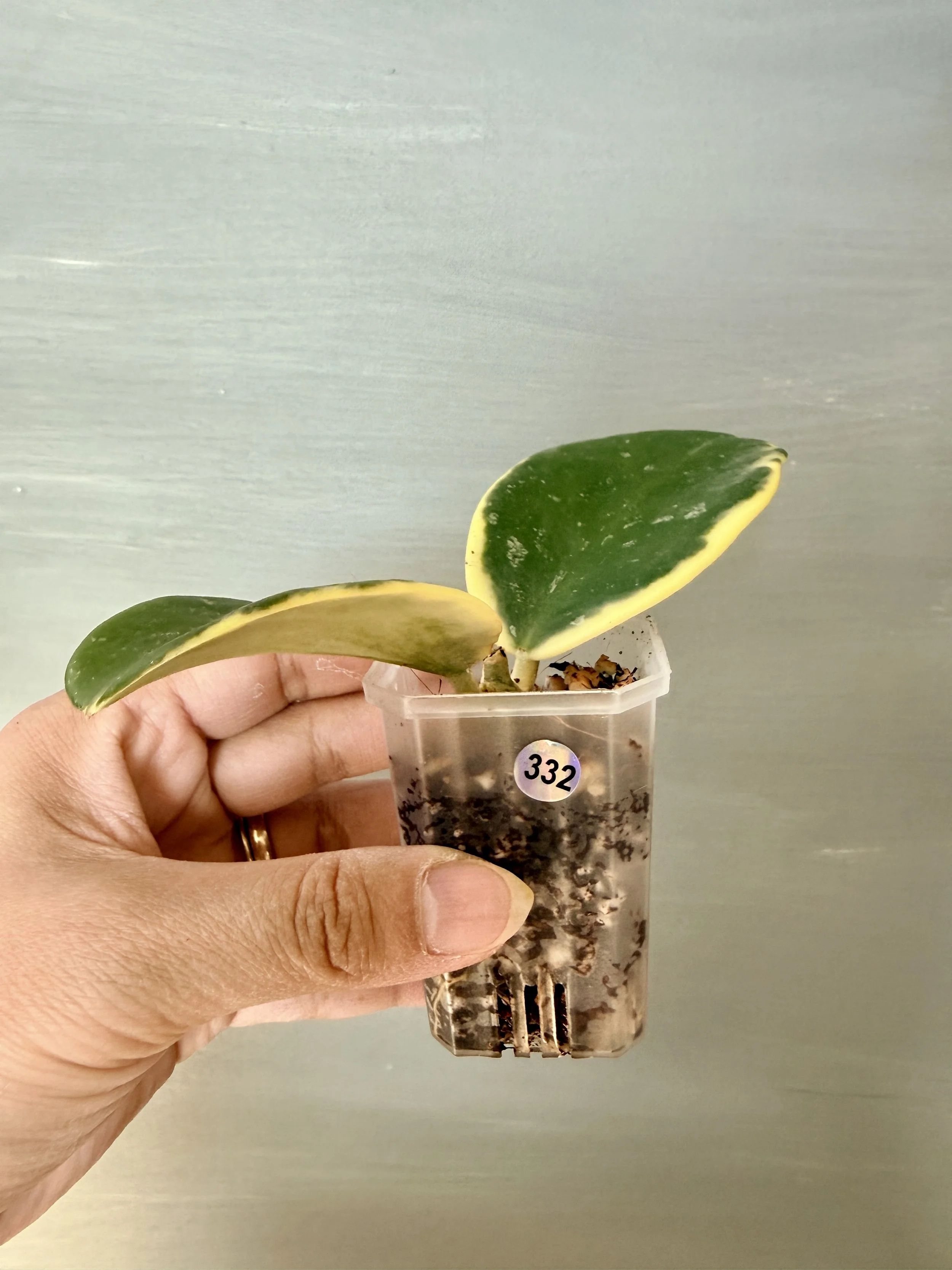 Hoya Easo Daklak Albo PSP-332