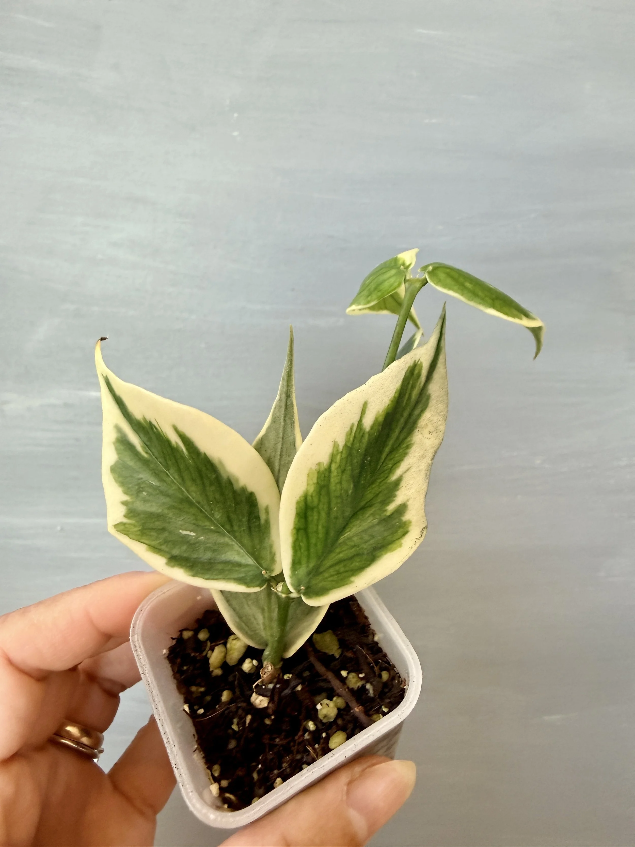 Hoya polyneura Albo PSP-325