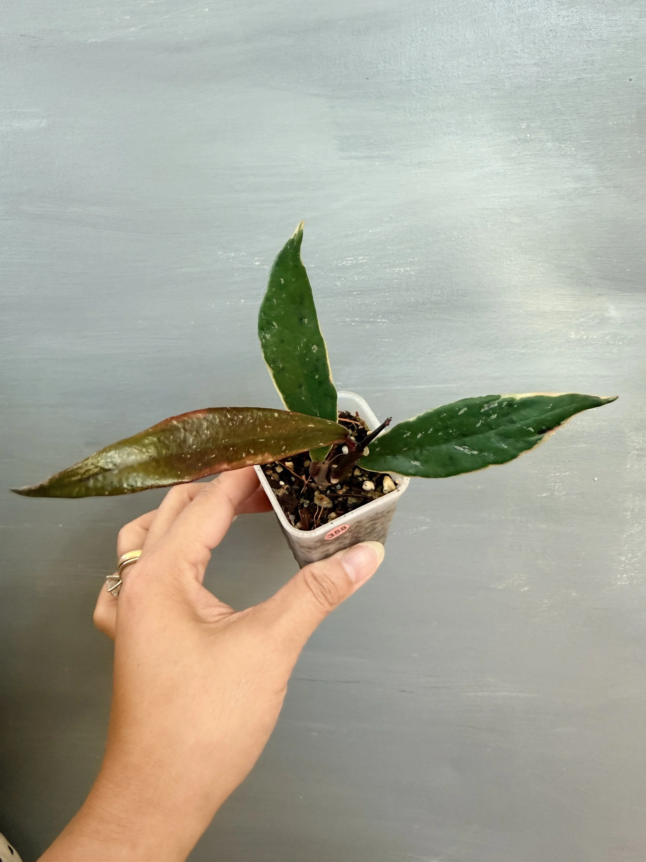 Hoya pubicalyx ‘Royal Hawaiian Purple’ Albo Splash PSP-358