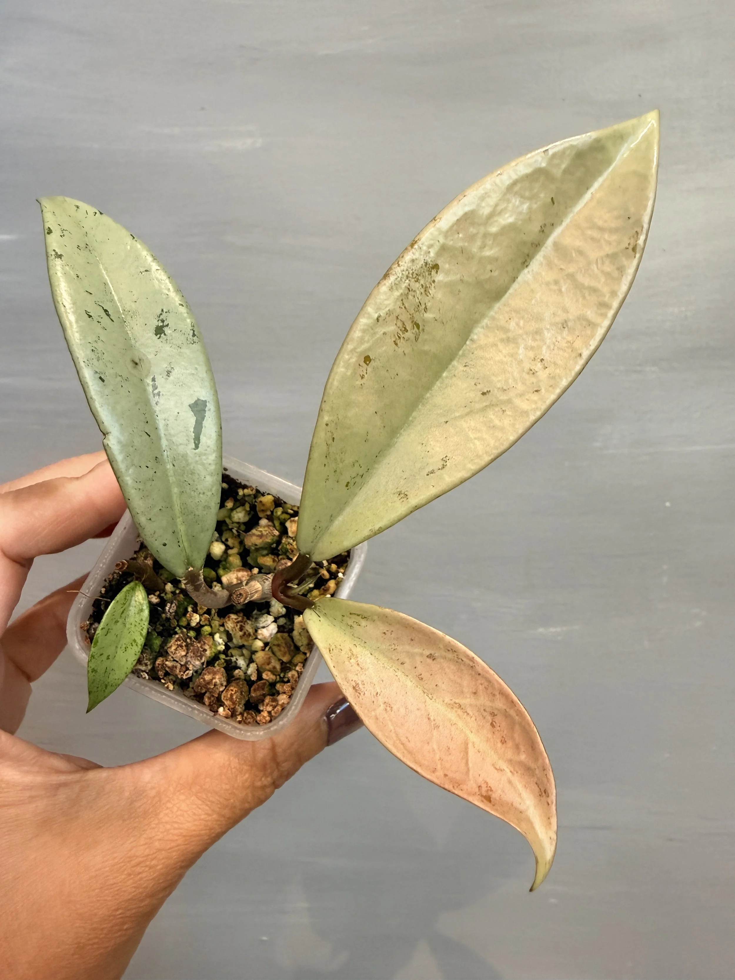 Hoya pubicalyx ‘Pink Silver Ghost’ PSP-146