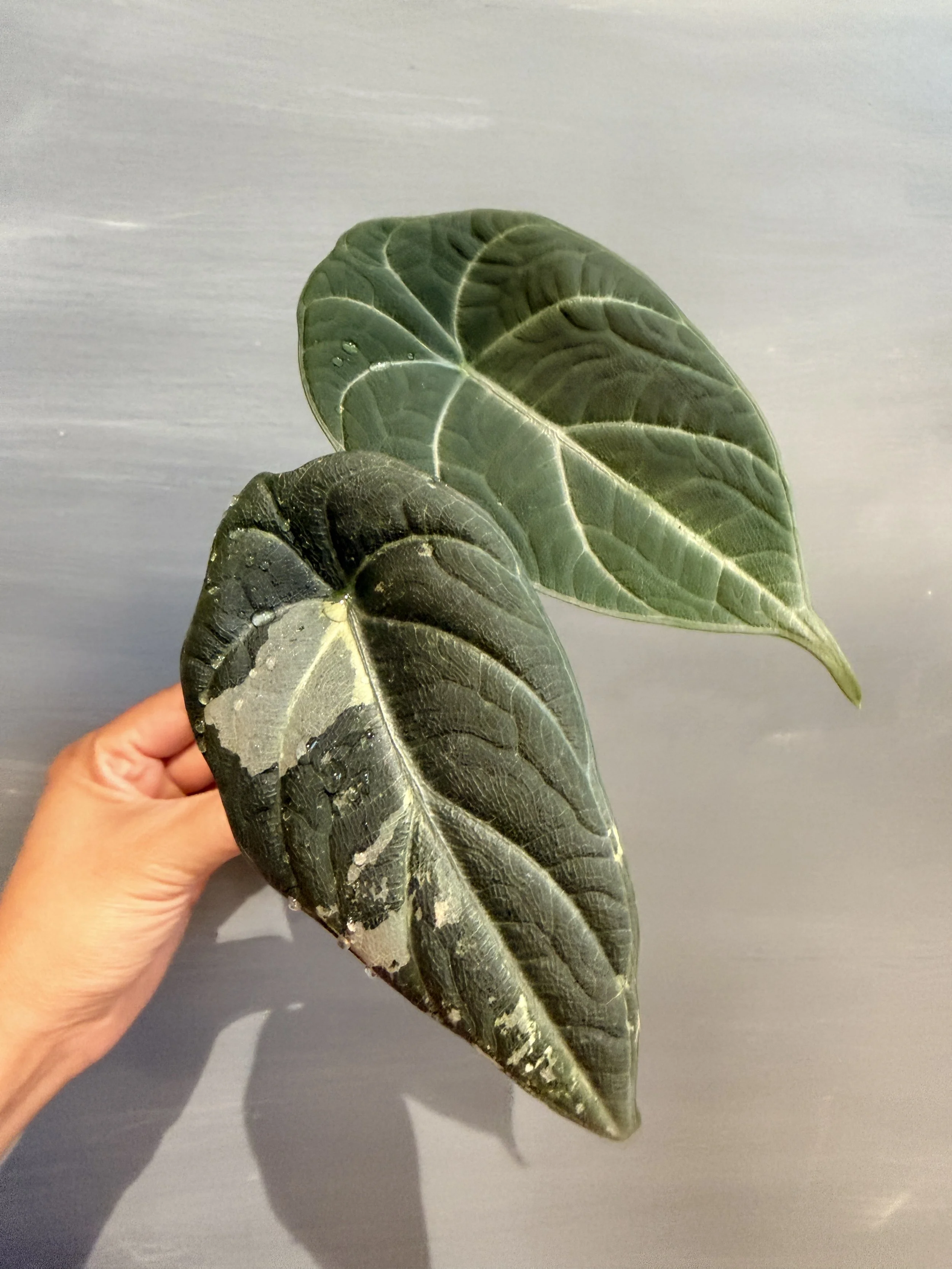 Alocasia 'Maharani' Albo PSP-405