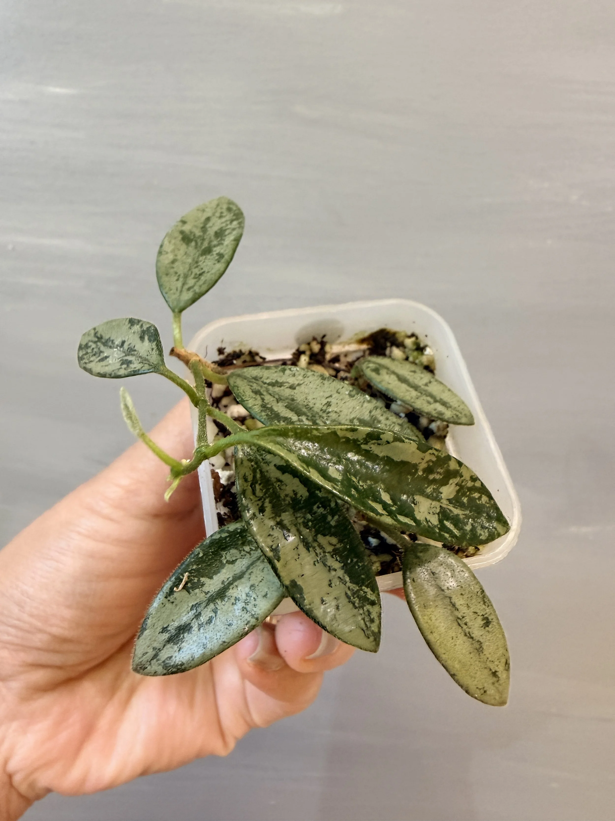 Hoya sp. China NOID Silver PSP-571