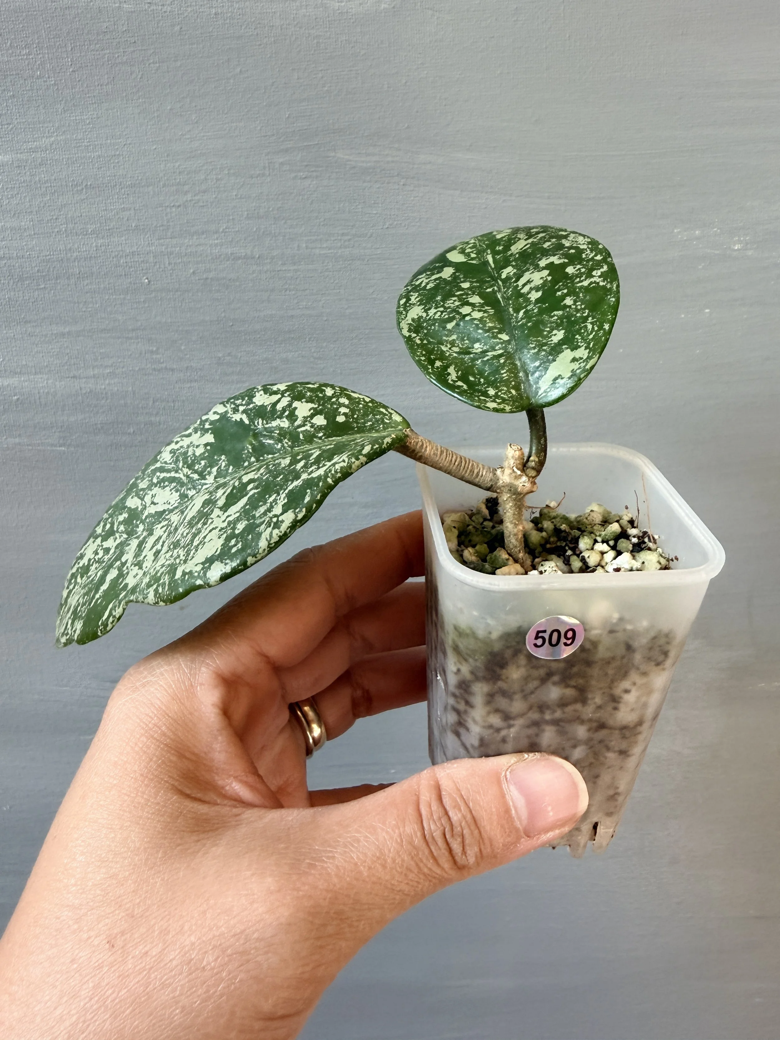 Hoya carnosa ‘Freckles Splash’ PSP-509