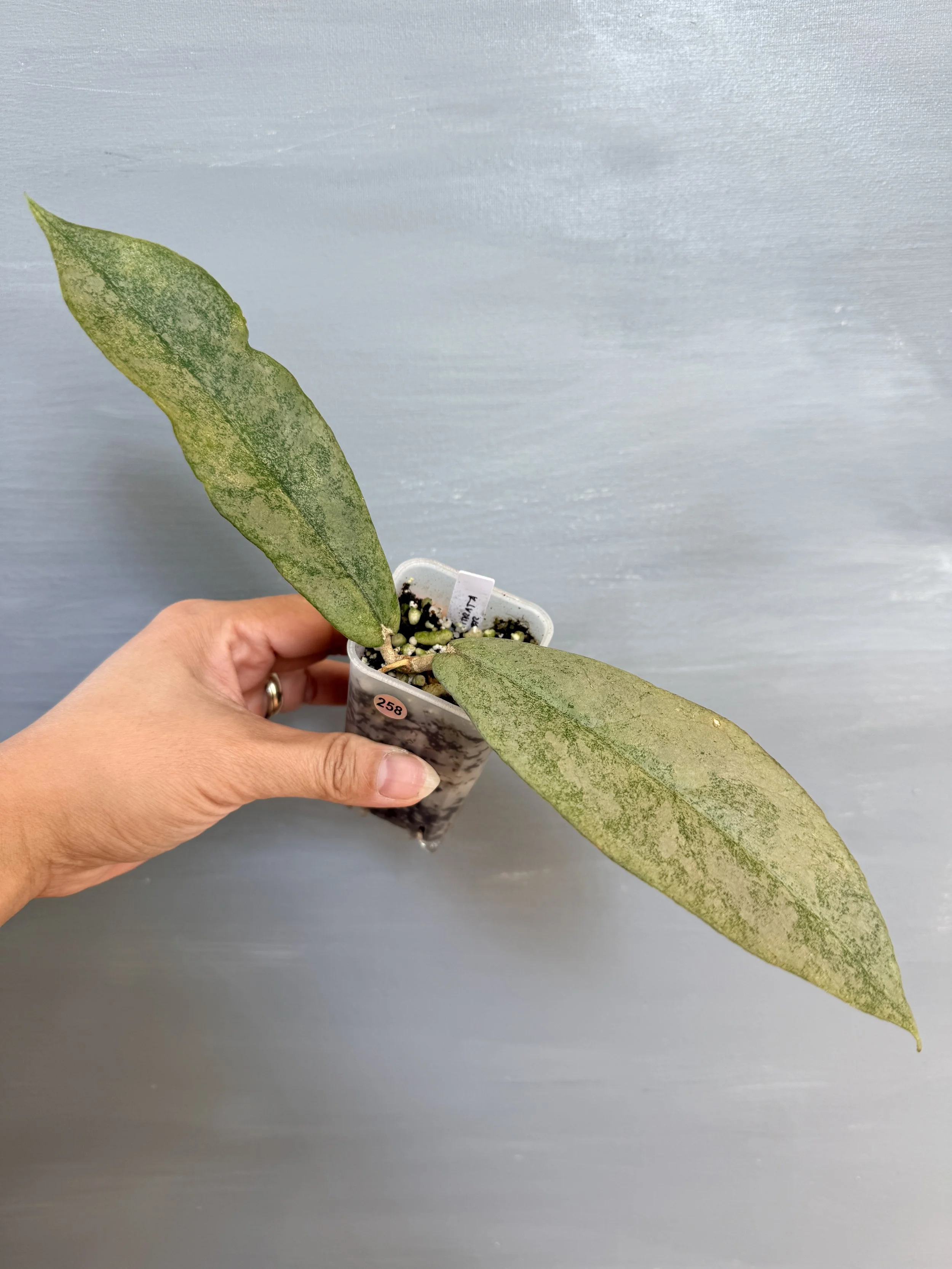 Hoya mitrata ‘Borneo Silver’ PSP-258