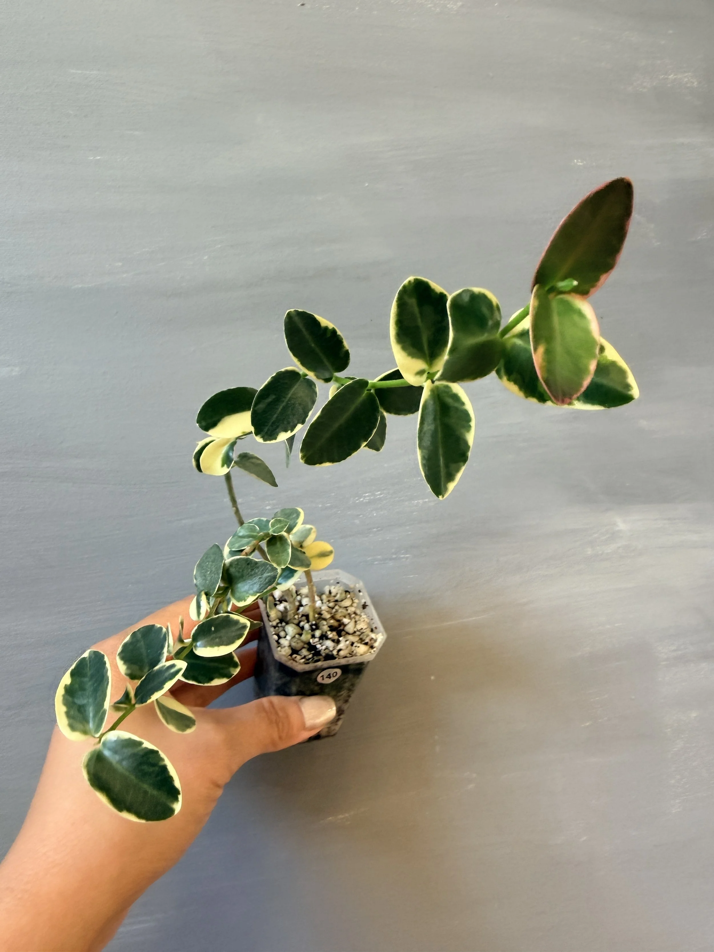 Hoya cumingiana Albo PSP-140