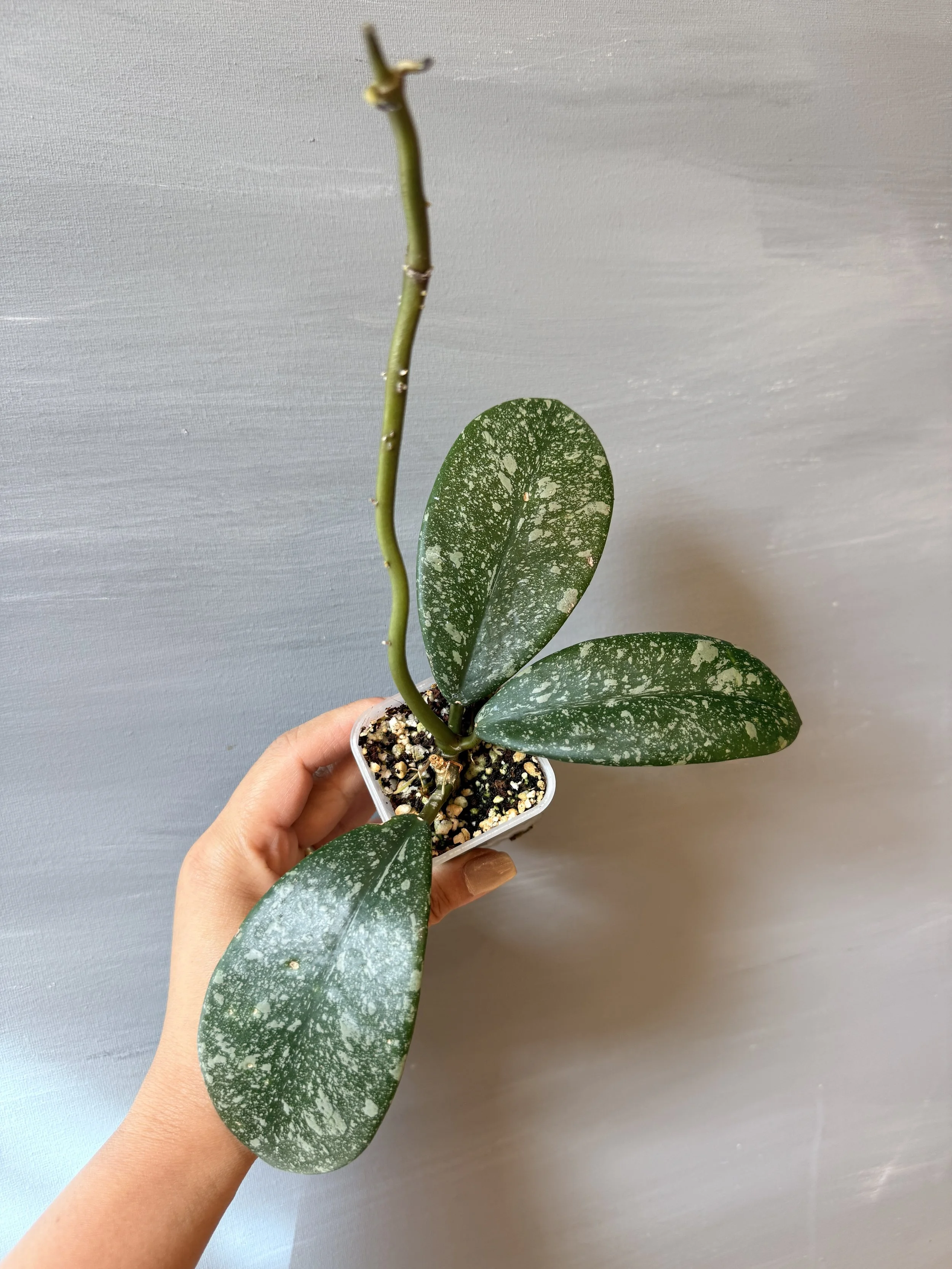 Hoya sp. North Sumatra PSP-96