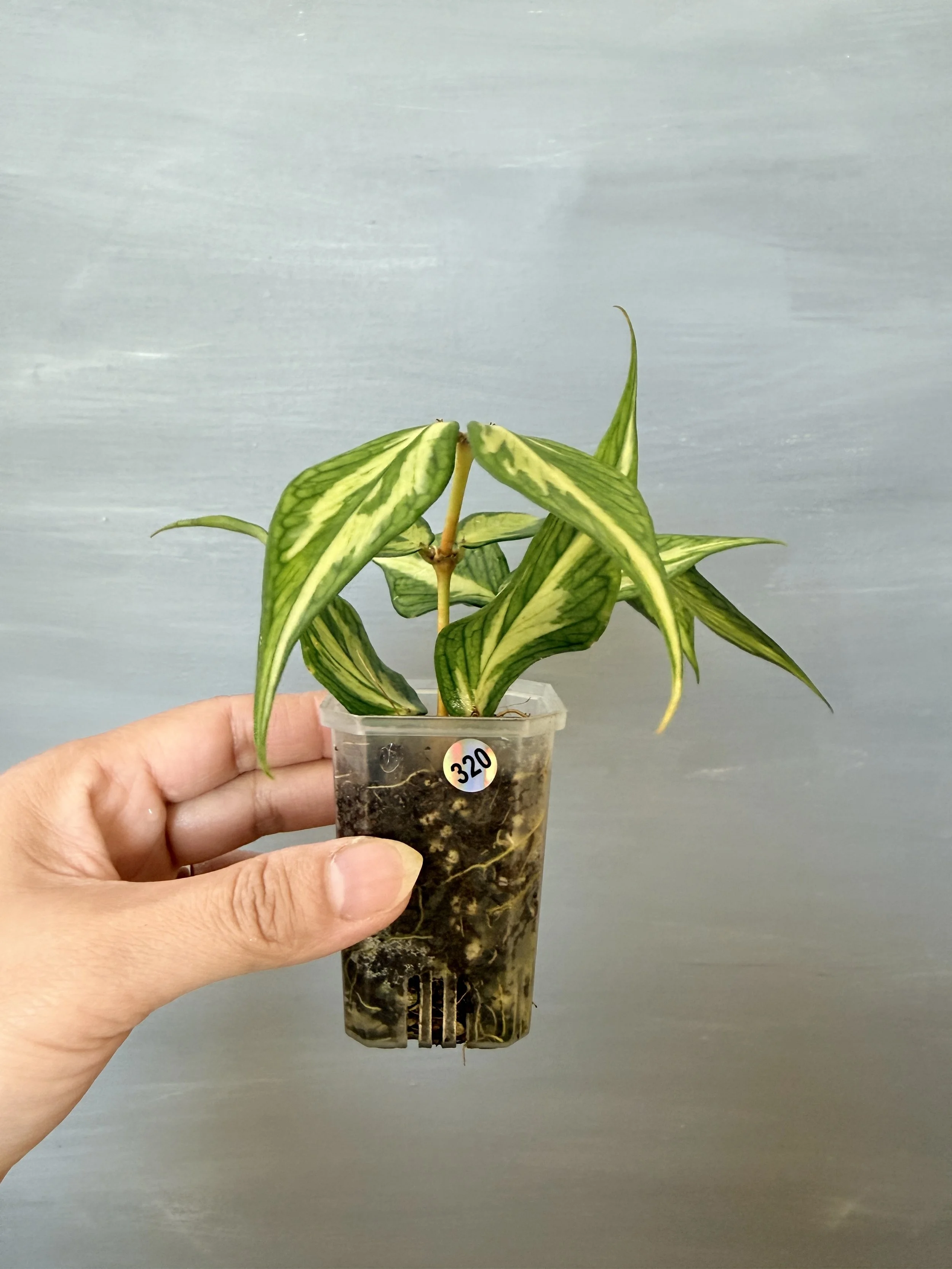 Hoya polyneura Inner Variegated PSP-320