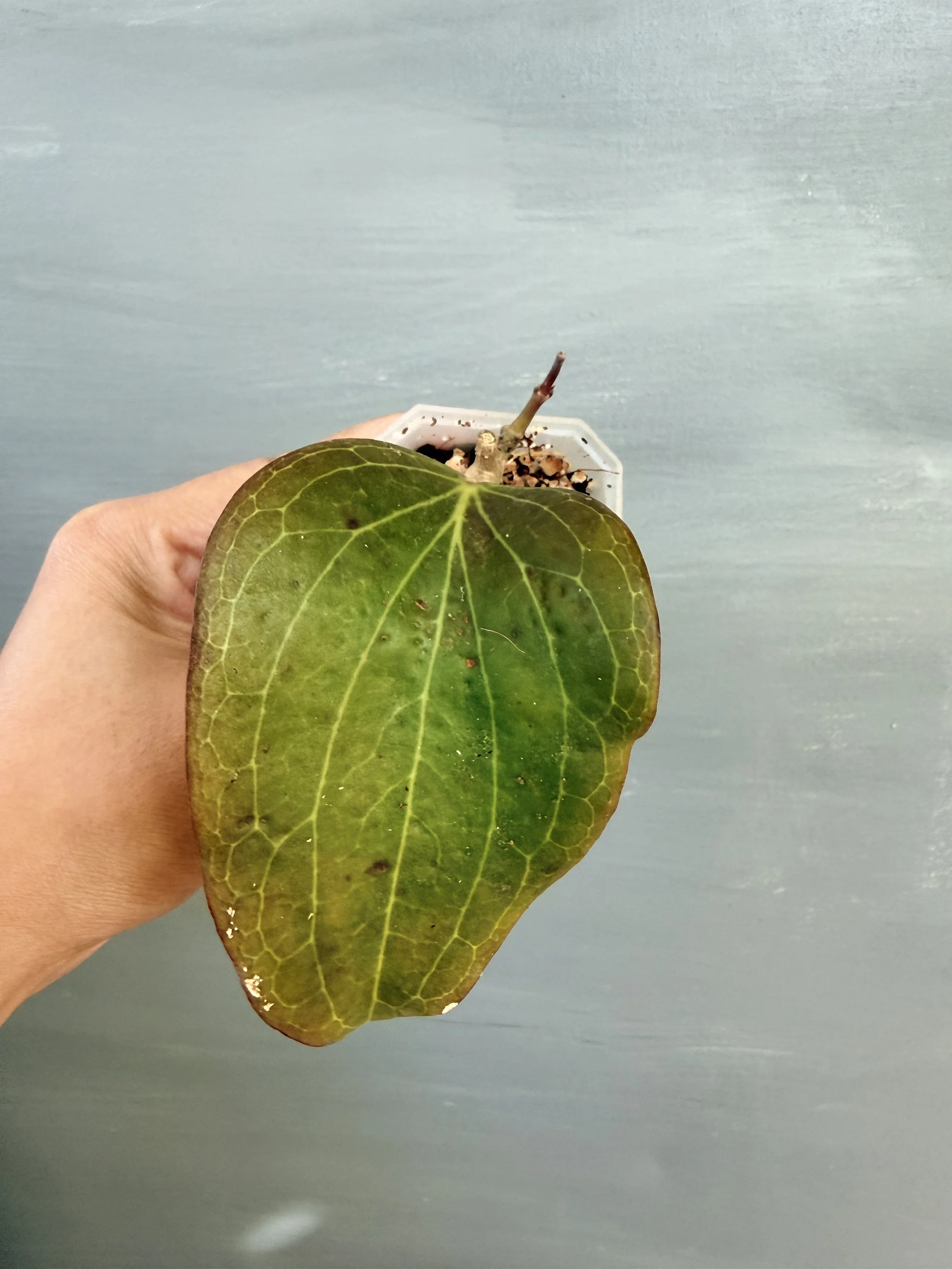 Hoya marginata PSP-347