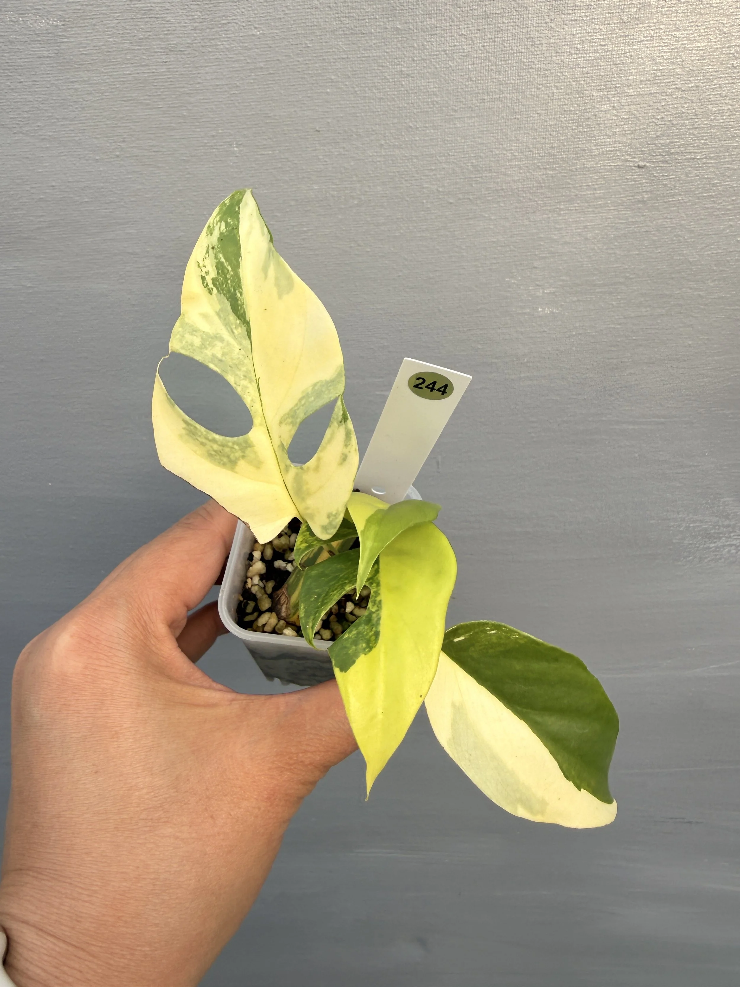 Rhaphidophora tetrasperma ‘Variegated’  PSP-244