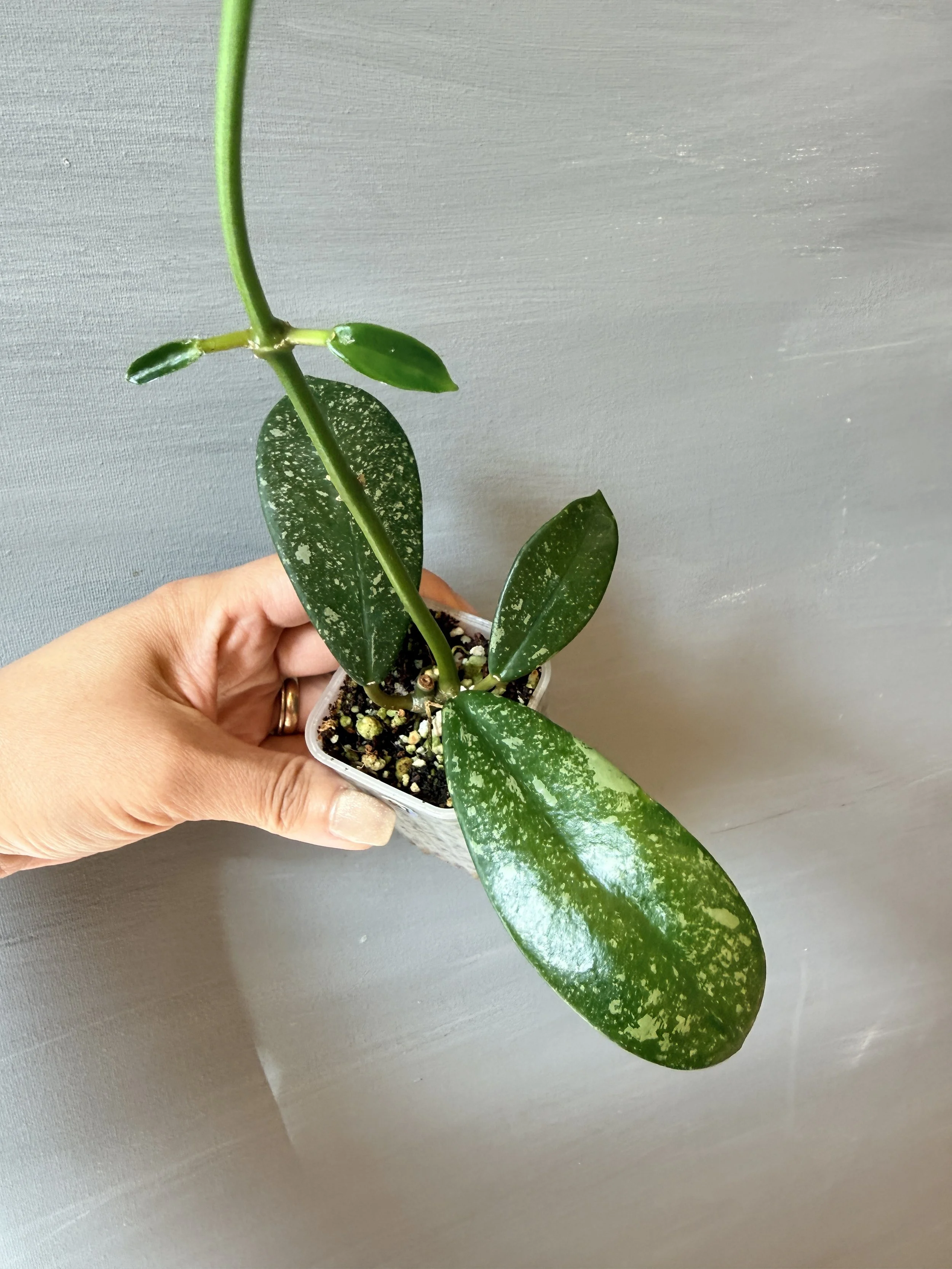 Hoya sp. North Sumatra PSP-97