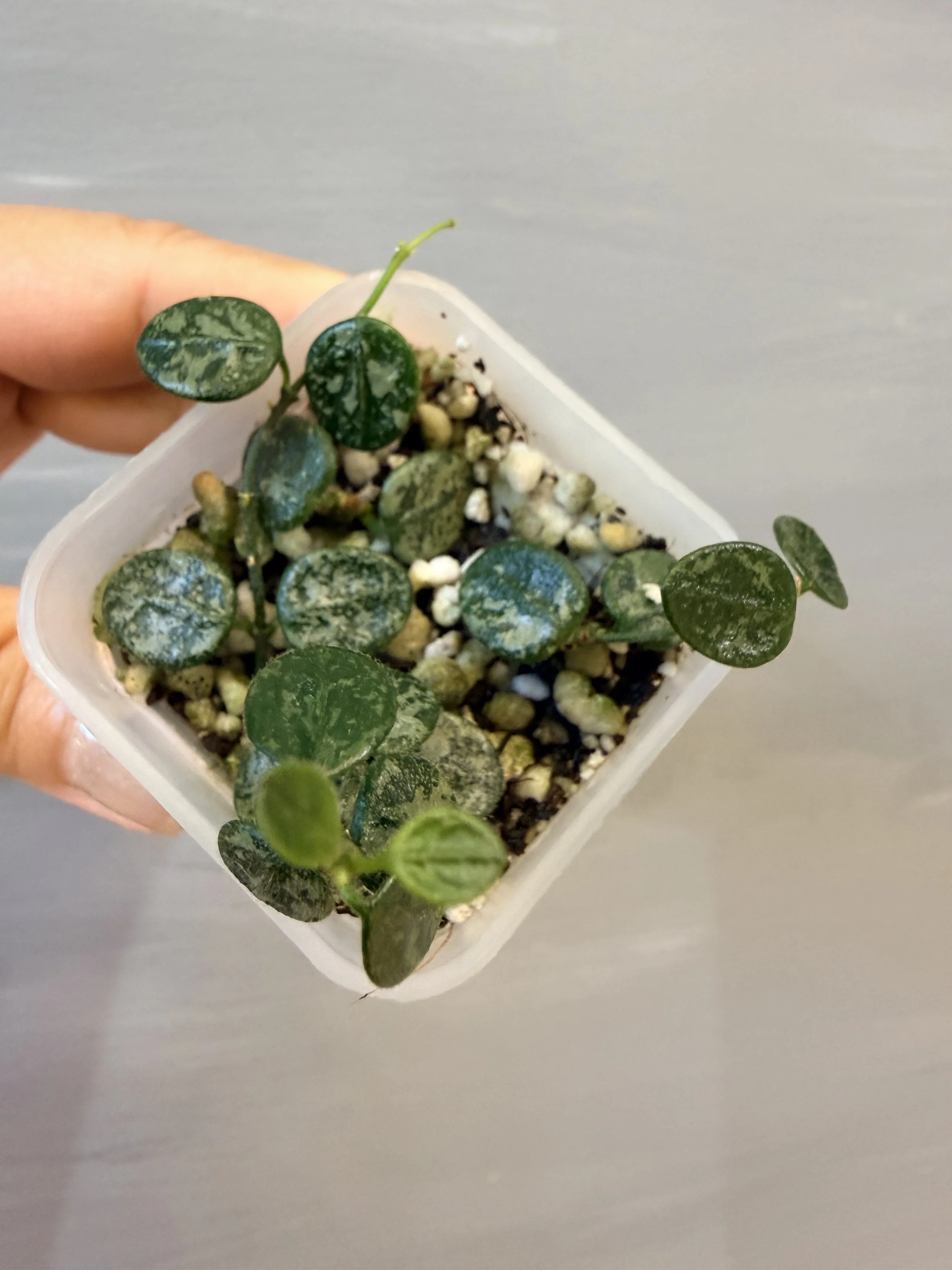 Hoya serpens Splash / Silver PSP-470
