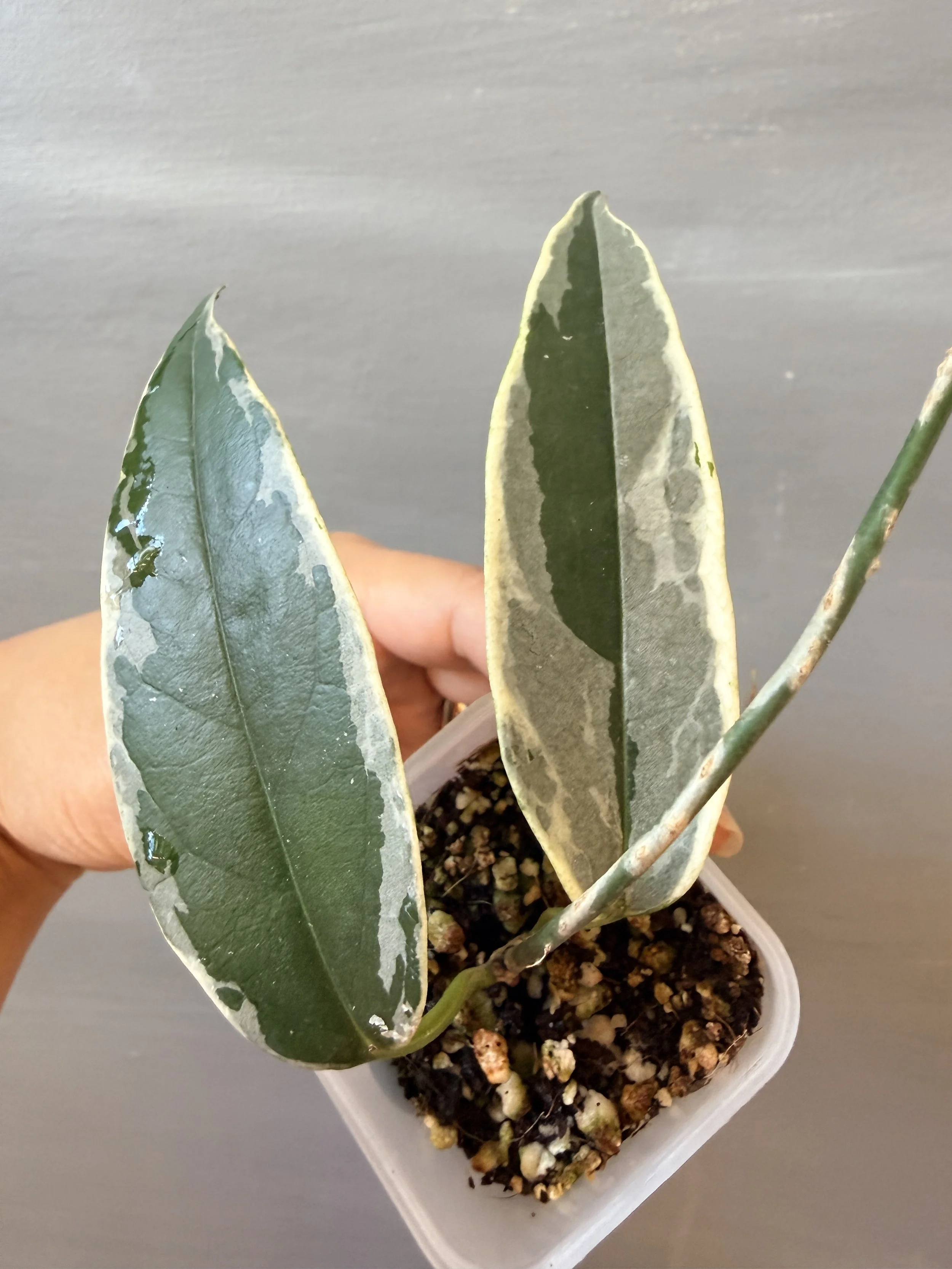 Hoya buotii Albo PSP-136